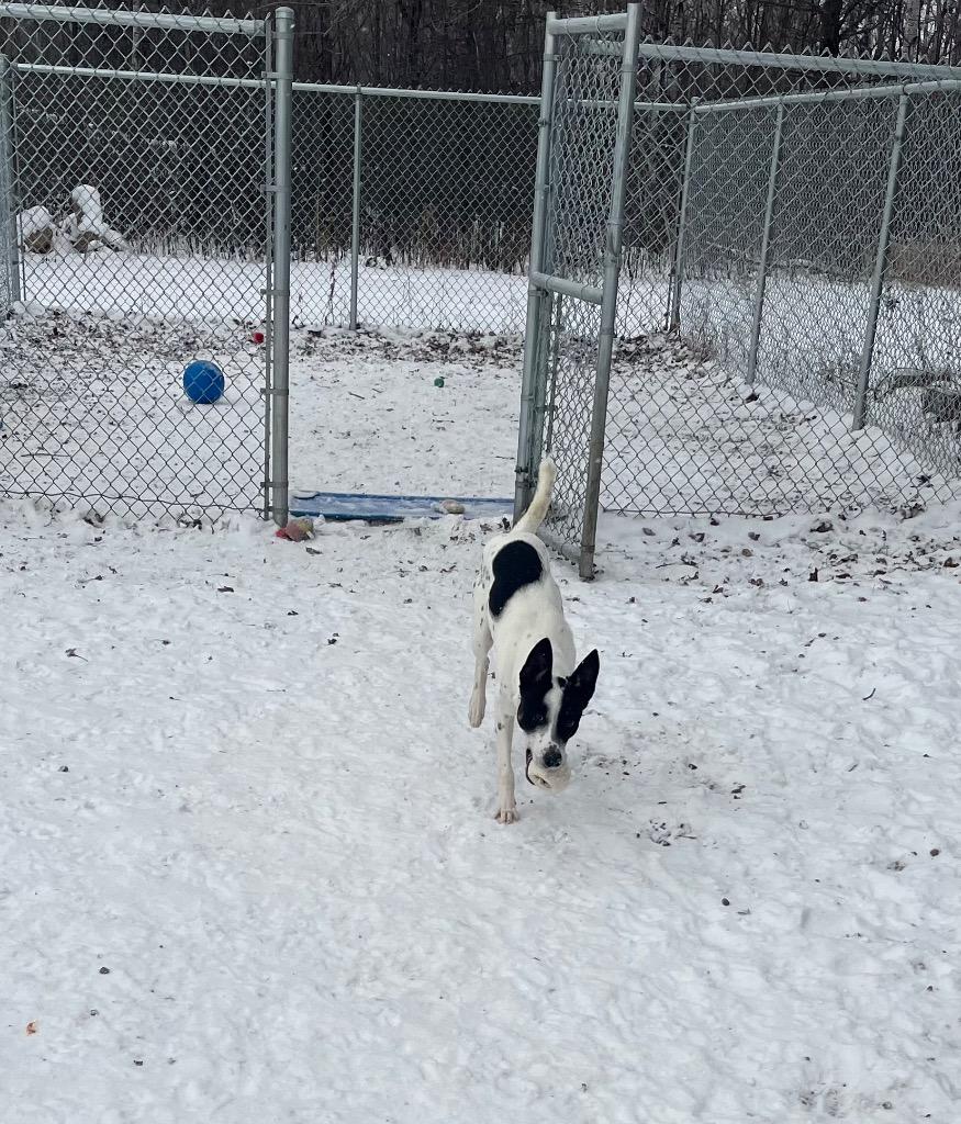 Enlarge Custer, a Adoptable mixed breed in Virginia, MN image 3/3