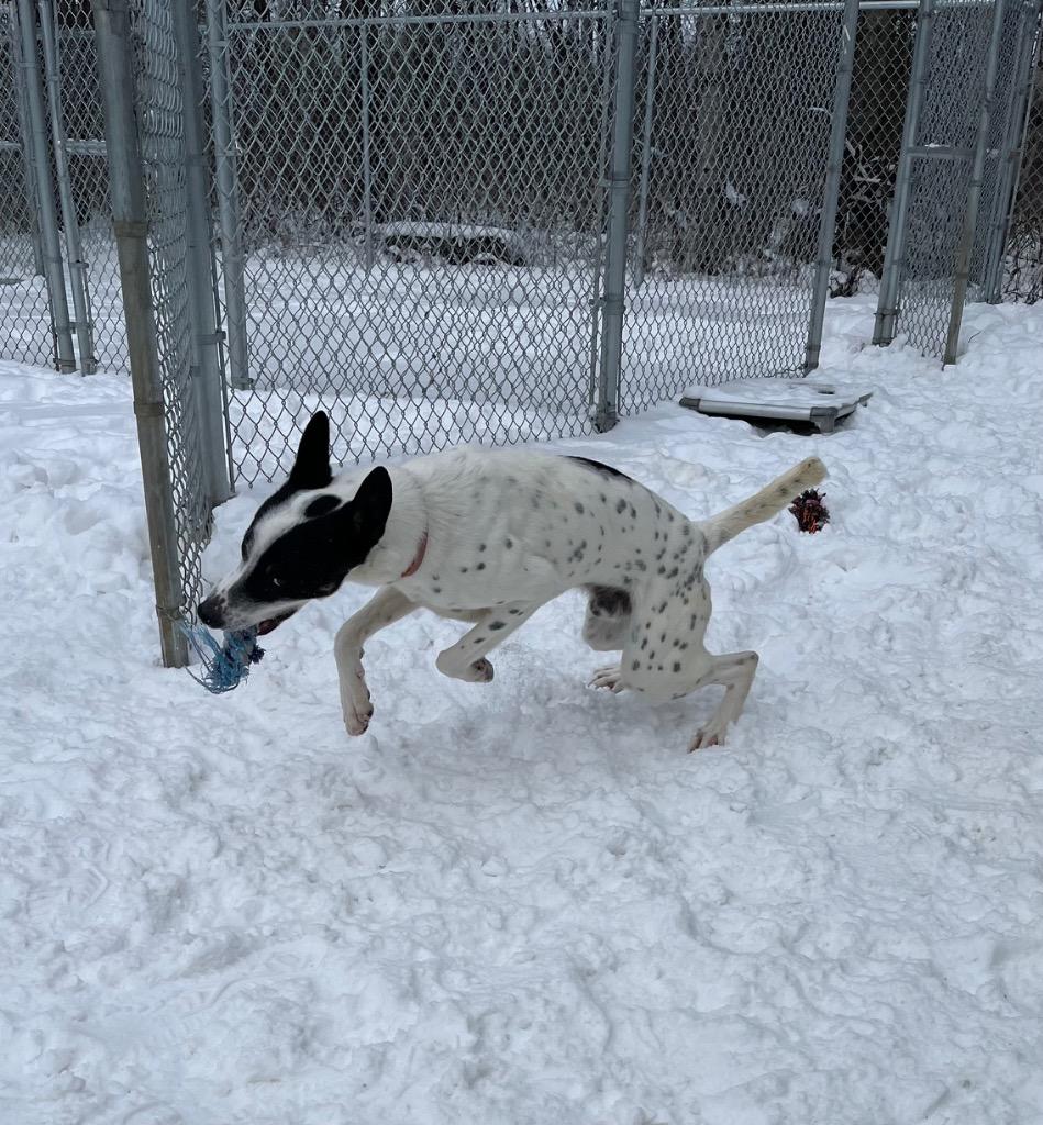 Enlarge Custer, a Adoptable mixed breed in Virginia, MN image 3/3