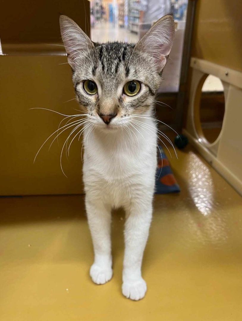 Enlarge JULIAN, a Adoptable mixed breed in HEMET, CA image 2/6