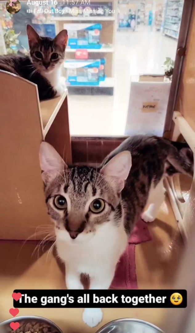 Enlarge JULIAN, a Adoptable mixed breed in HEMET, CA image 4/6