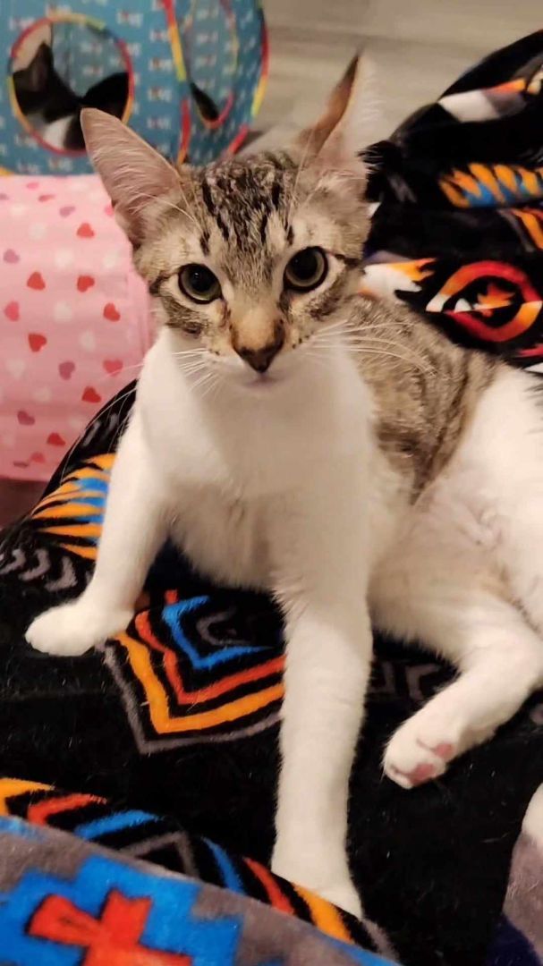 Enlarge JULIAN, a Adoptable mixed breed in HEMET, CA image 3/6