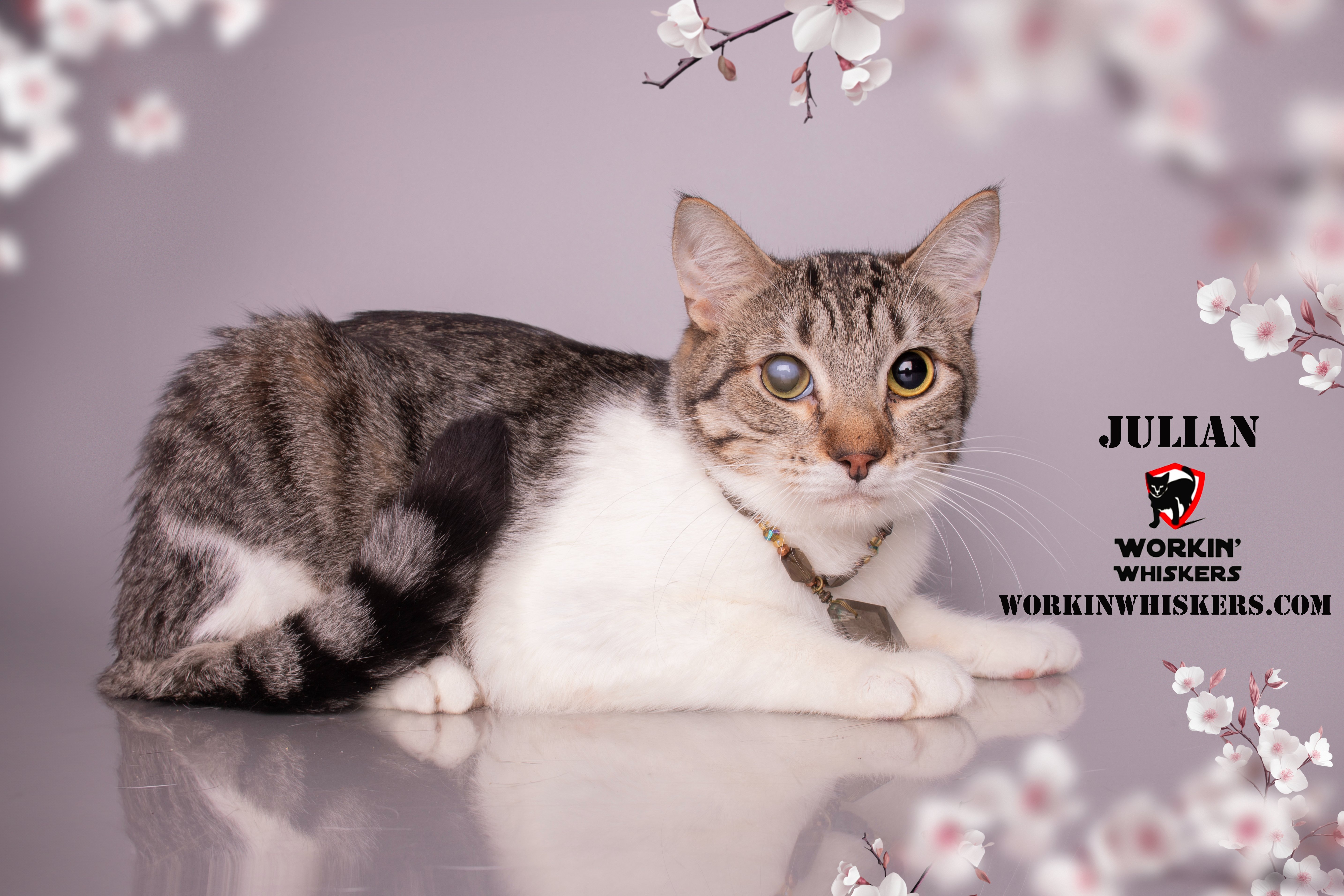 Enlarge JULIAN, a Adoptable mixed breed in HEMET, CA image 1/6