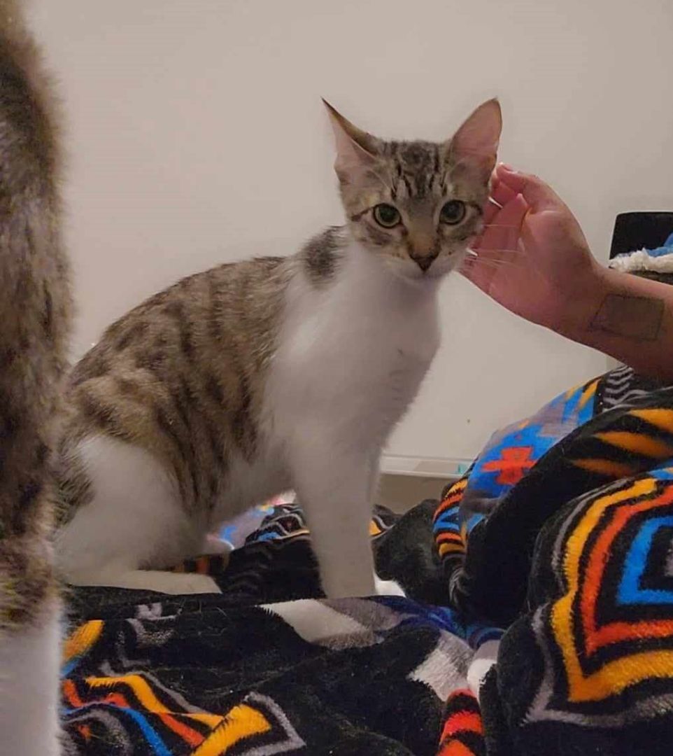 Enlarge JULIAN, a Adoptable mixed breed in HEMET, CA image 5/6