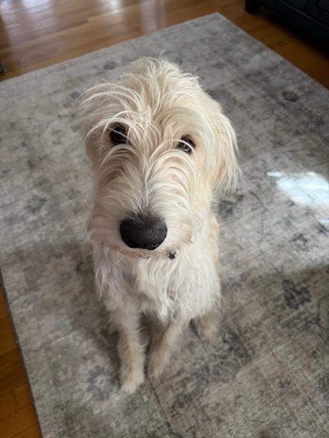 Carcone / Butter / Finn, Adoptable, Young Male Labrador Retriever & Mixed Breed.