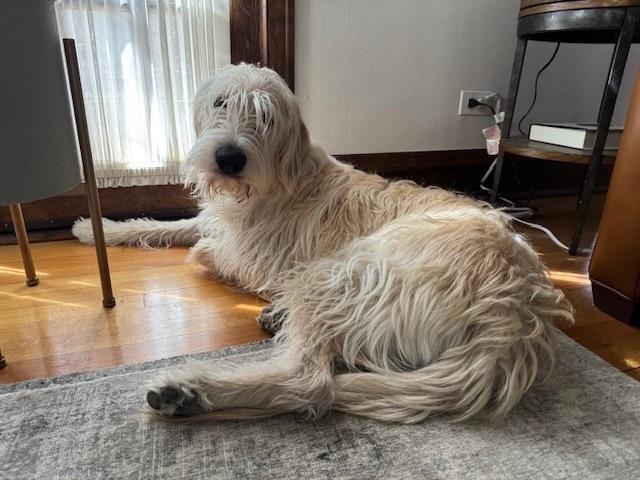 Enlarge Carcone / Butter / Finn, a Adoptable mixed breed in Broomfield, CO image 2/6