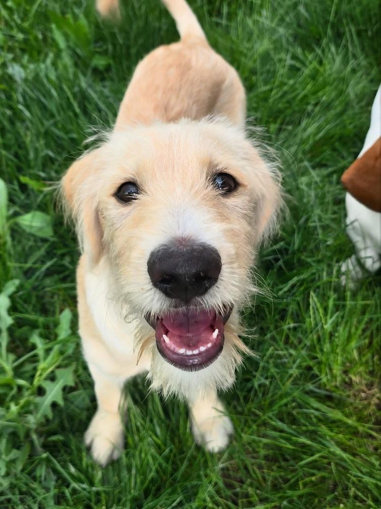 Carcone / Butter / Finn, Adoptable, Young Male Labrador Retriever & Mixed Breed.