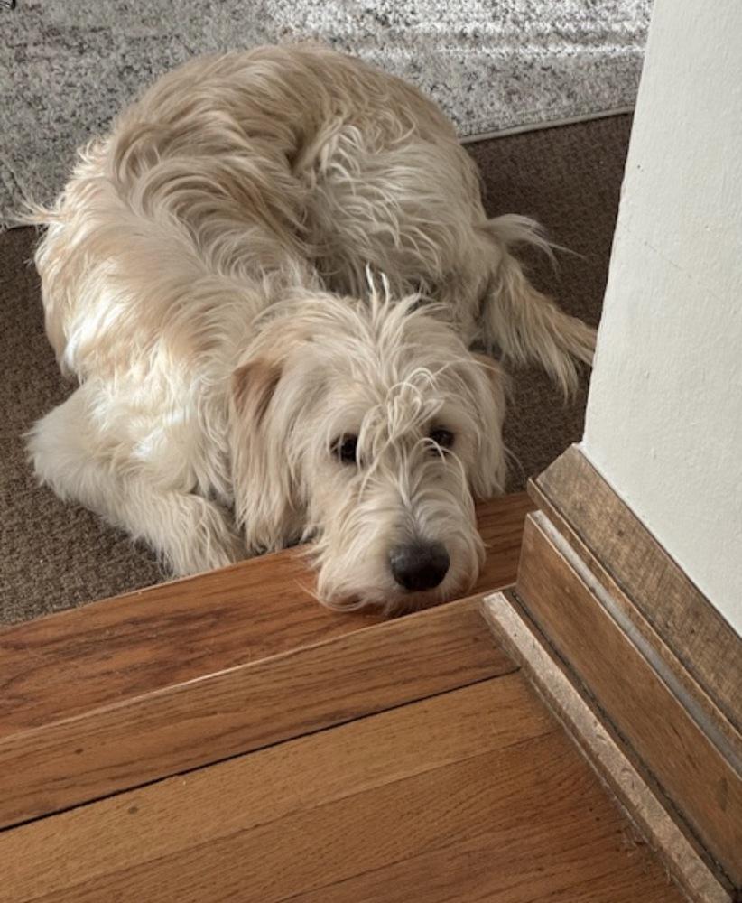 Enlarge Carcone / Butter / Finn, a Adoptable mixed breed in Broomfield, CO image 3/6