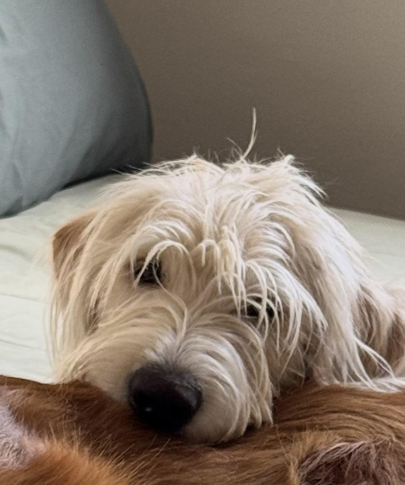 Enlarge Carcone / Butter / Finn, a Adoptable mixed breed in Broomfield, CO image 4/6