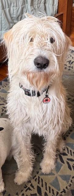 Enlarge Carcone / Butter / Finn, a Adoptable mixed breed in Broomfield, CO image 5/6