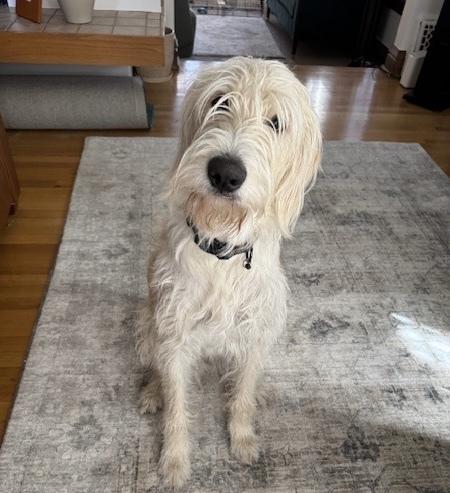 Enlarge Carcone / Butter / Finn, a Adoptable mixed breed in Broomfield, CO image 6/6