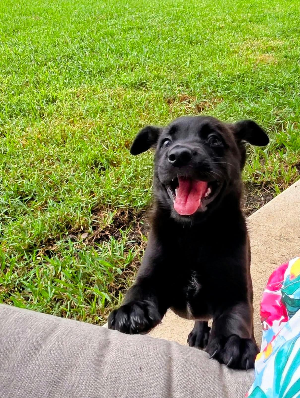 Enlarge Winnie, a Adoptable mixed breed in Melbourne , FL image 3/5