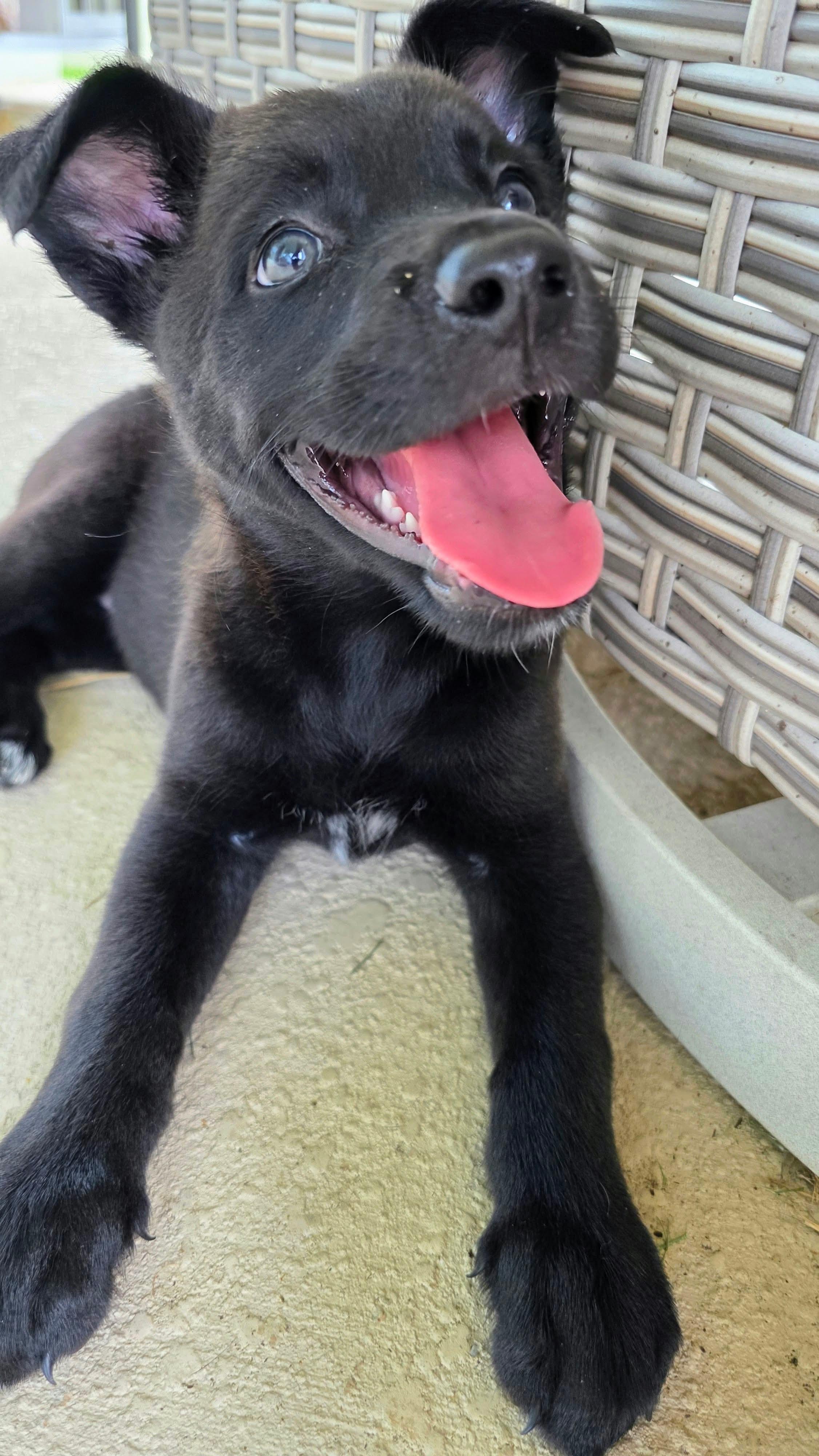 Enlarge Winnie, a Adoptable mixed breed in Melbourne , FL image 2/5