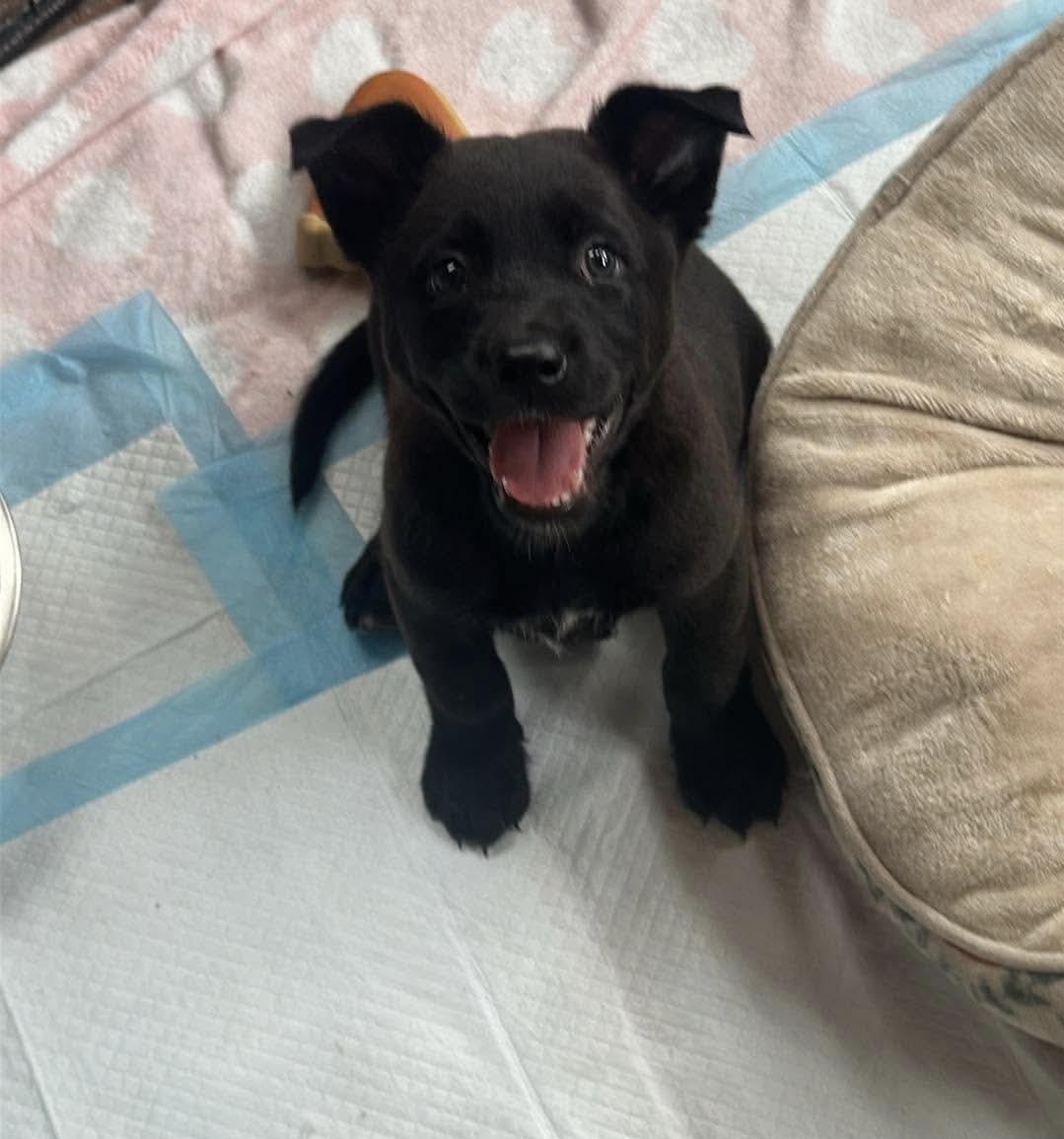 Enlarge Winnie, a Adoptable mixed breed in Melbourne , FL image 5/5
