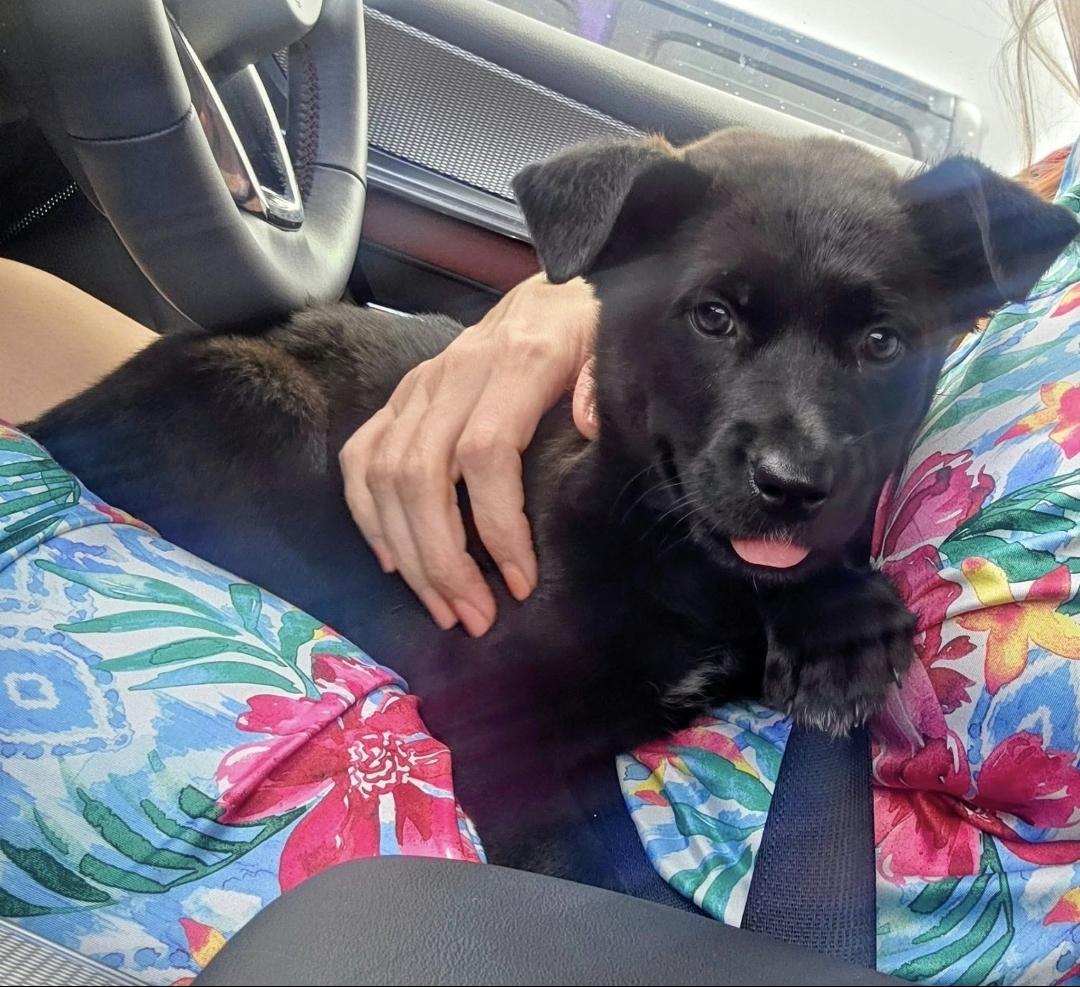 Enlarge Winnie, a Adoptable mixed breed in Melbourne , FL image 4/5