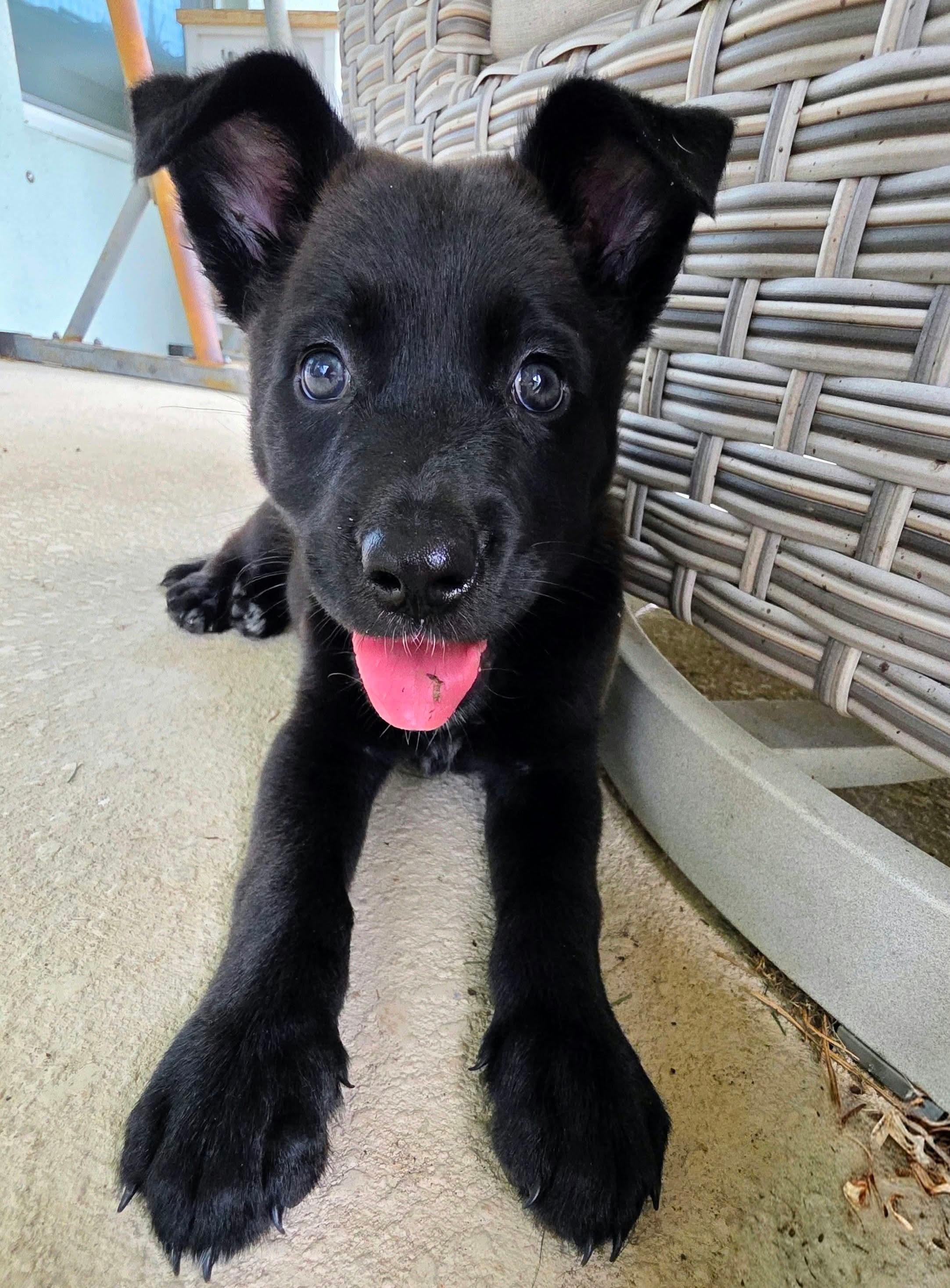 Winnie, Adoptable, Puppy Female Labrador Retriever & German Shepherd Dog.