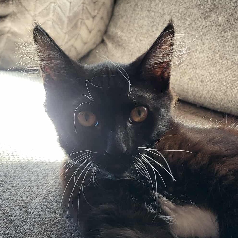 Chocolate, an adoptable Domestic Short Hair in Eureka, CA, 95503 | Photo Image 1