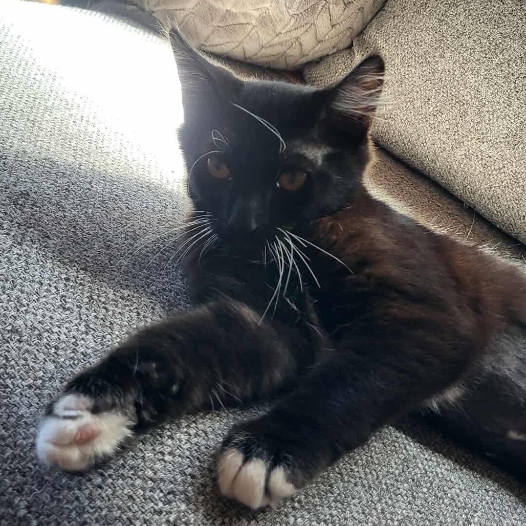 Chocolate, an adoptable Domestic Short Hair in Eureka, CA, 95503 | Photo Image 4