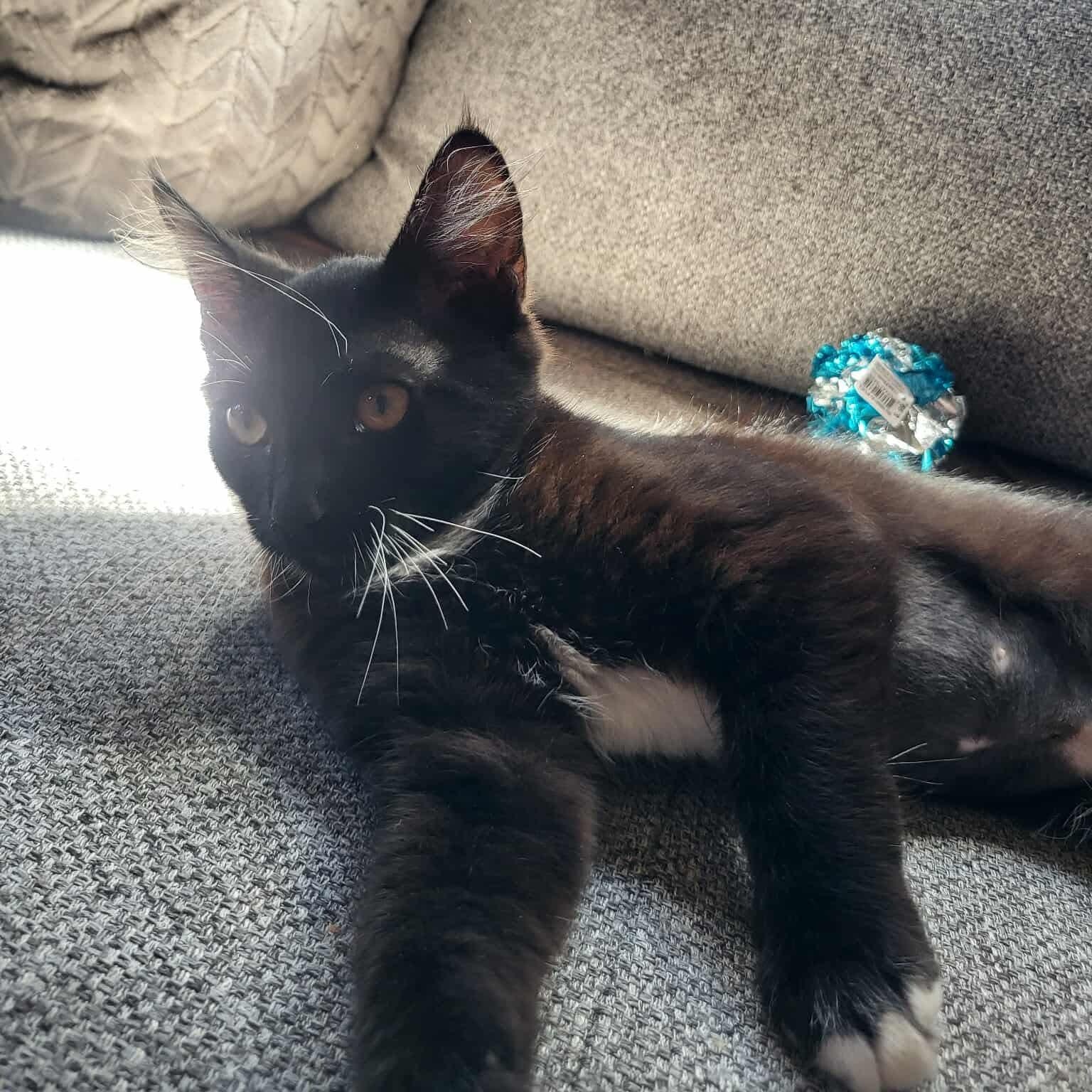 Chocolate, an adoptable Domestic Short Hair in Eureka, CA, 95503 | Photo Image 5