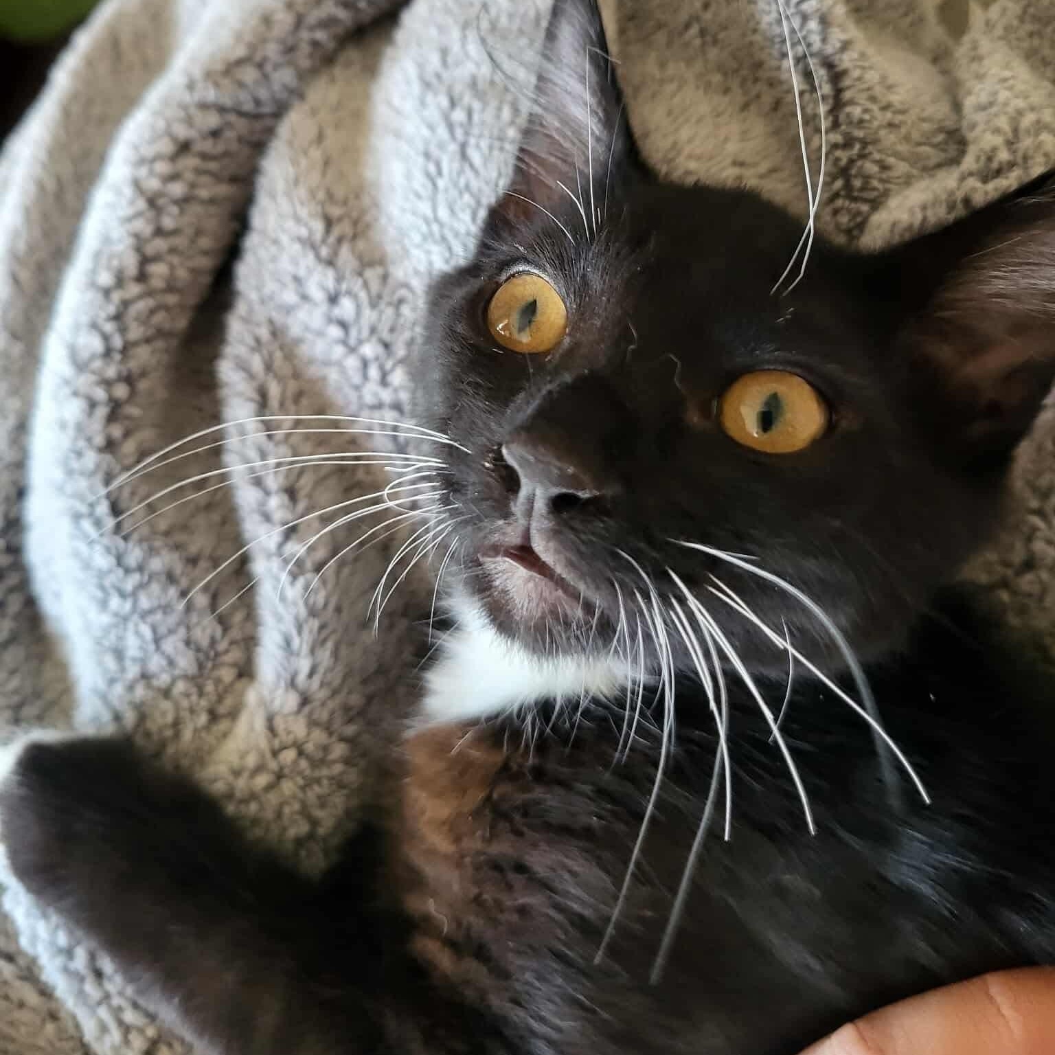 Chocolate, an adoptable Domestic Short Hair in Eureka, CA, 95503 | Photo Image 3