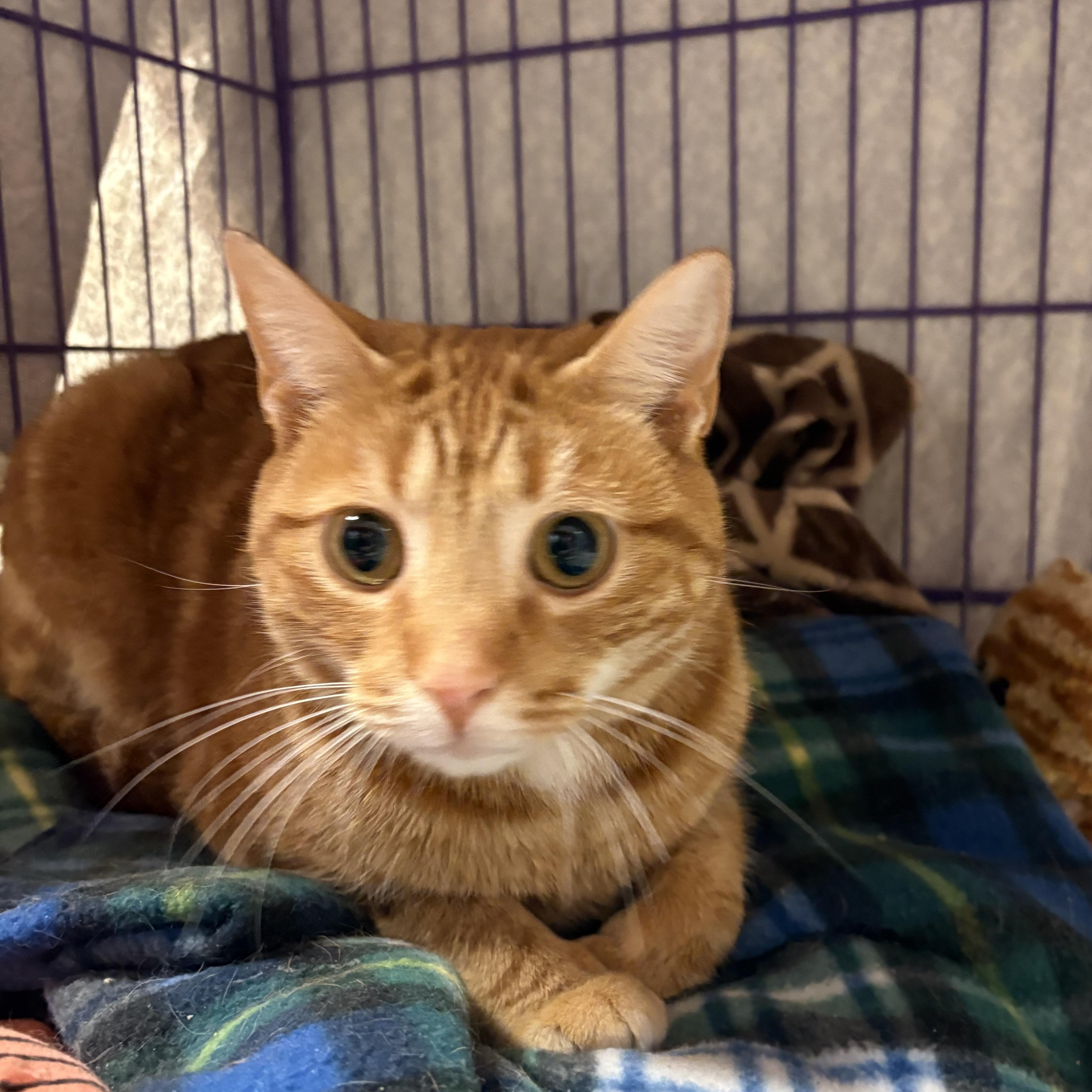 Sumo, an adopted Domestic Short Hair in Hamburg, NY image 3/3