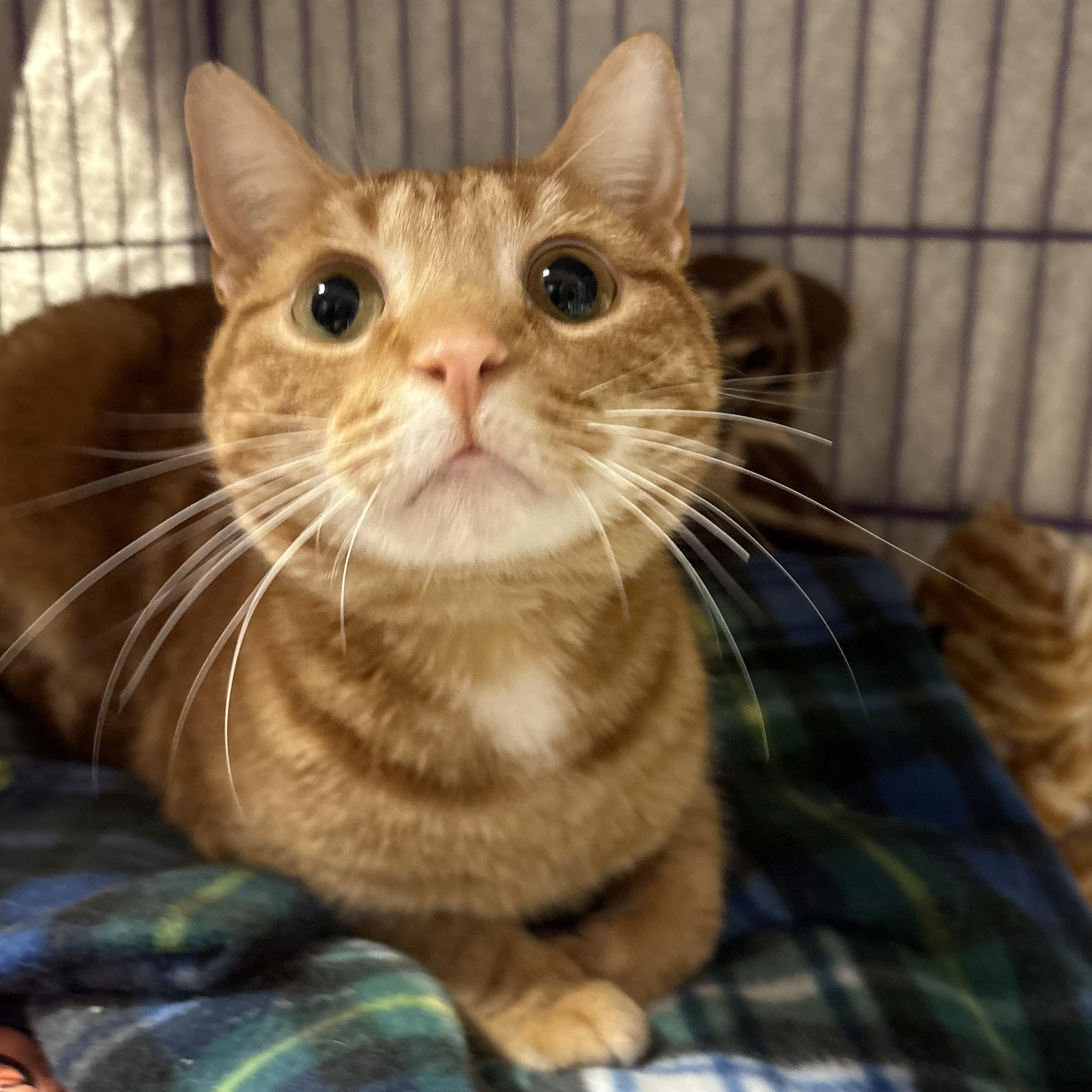 Sumo, an adopted Domestic Short Hair in Hamburg, NY image 2/3