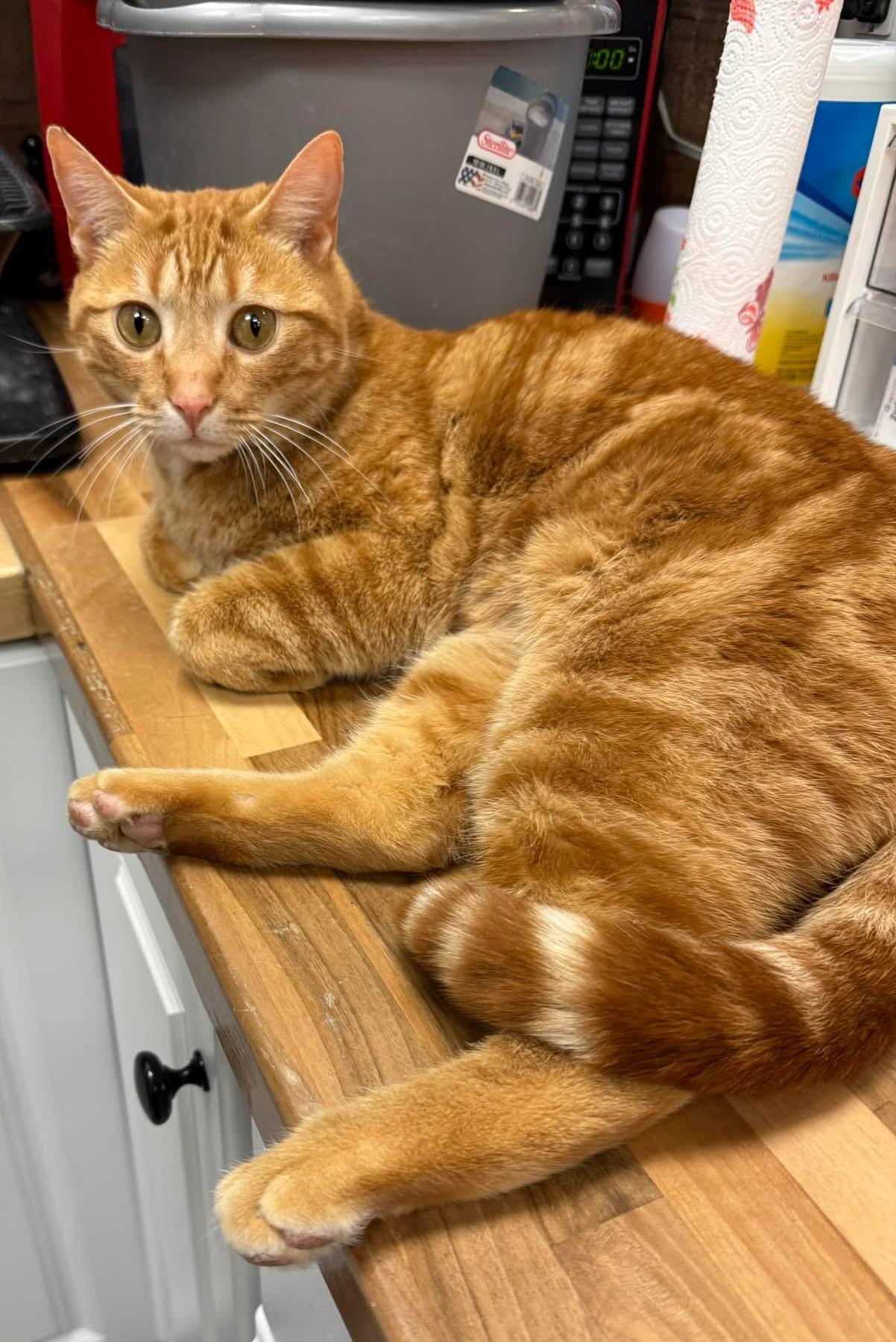 Sumo, an adopted Domestic Short Hair in Hamburg, NY image 1/3