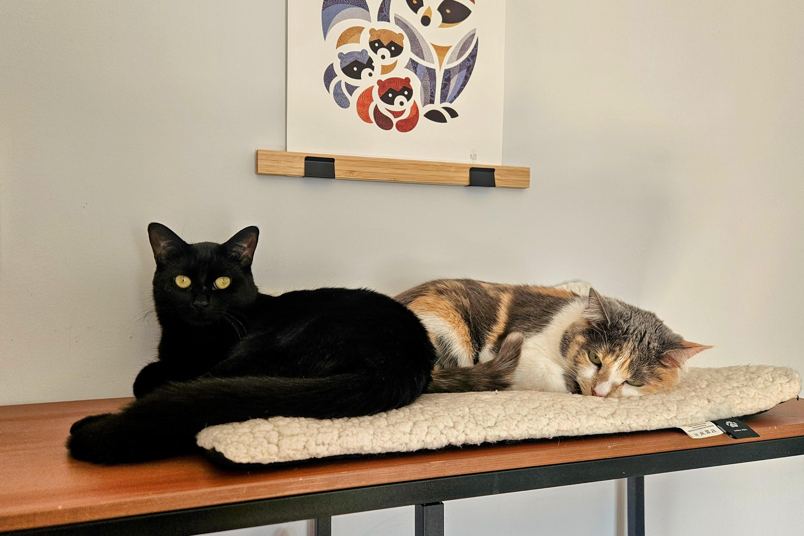 Enlarge Chouka, a ADOPTABLE Domestic Short Hair in Verdun, QC image 5/5