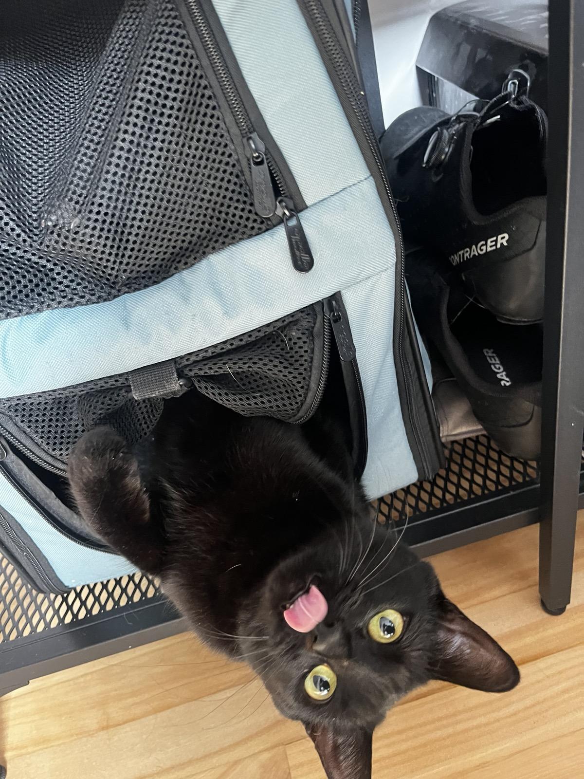 Enlarge Chouka, a ADOPTABLE Domestic Short Hair in Verdun, QC image 2/5