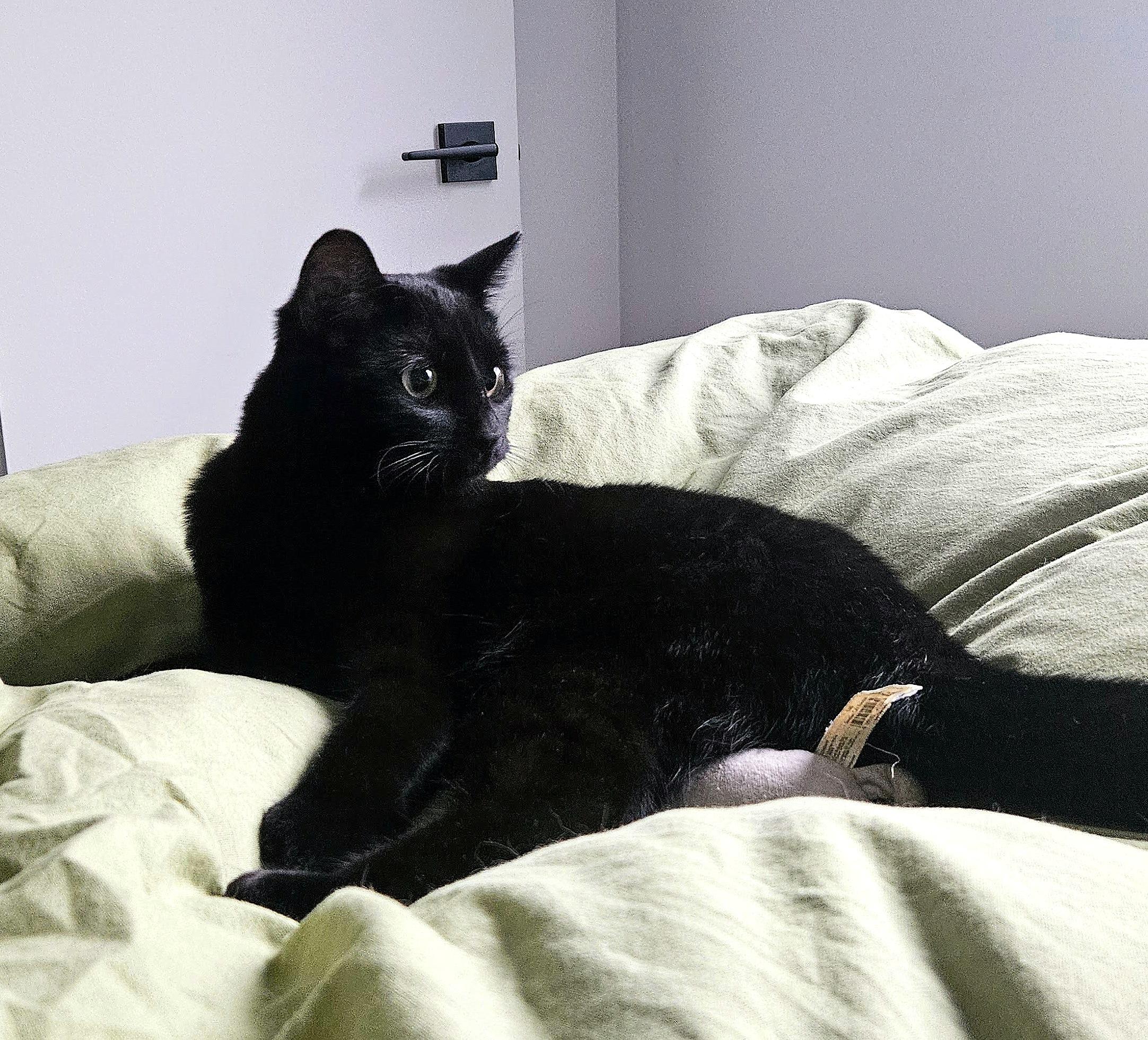 Enlarge Chouka, a ADOPTABLE Domestic Short Hair in Verdun, QC image 1/3