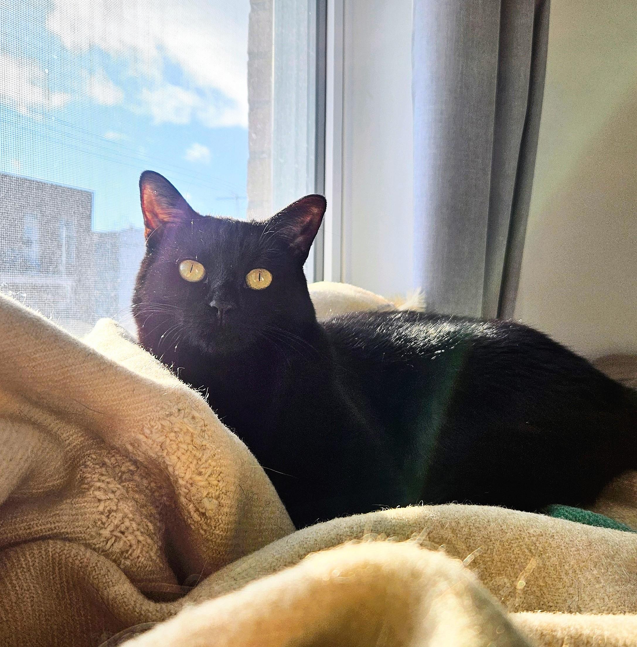 Enlarge Chouka, a ADOPTABLE Domestic Short Hair in Verdun, QC image 3/3