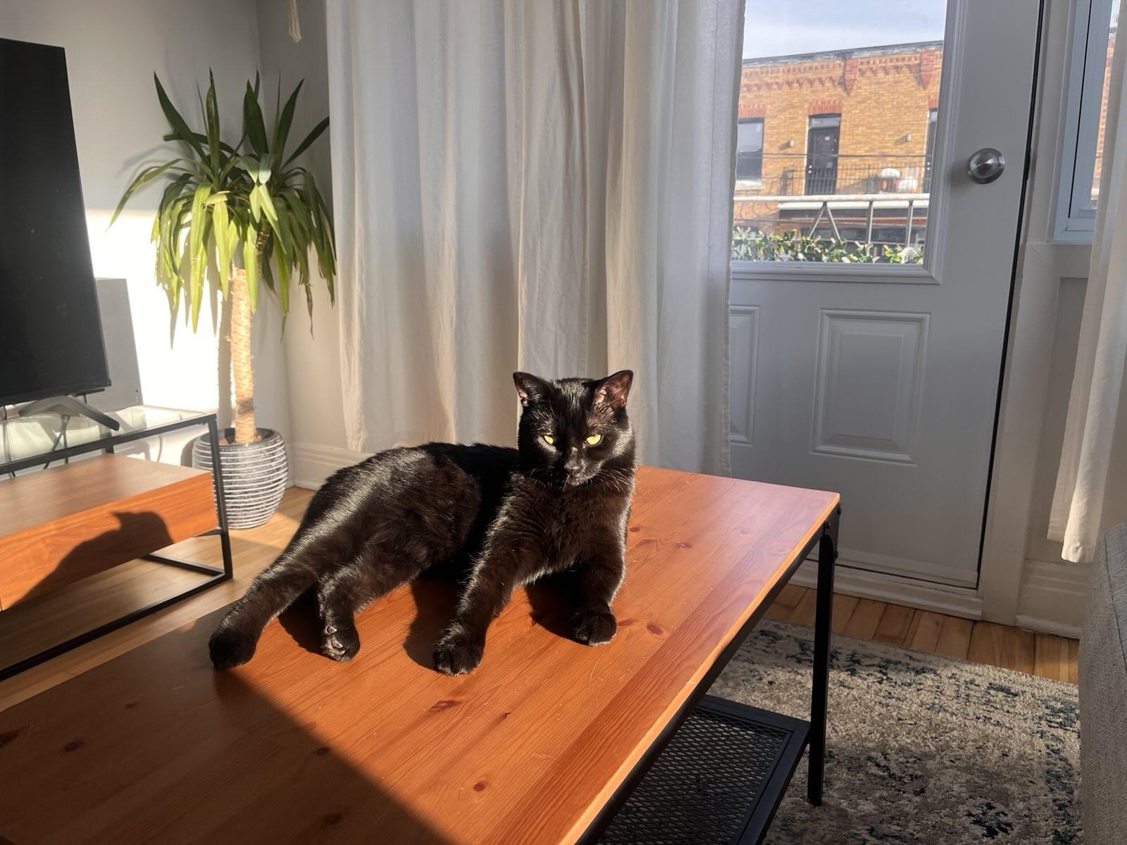Enlarge Chouka, a ADOPTABLE Domestic Short Hair in Verdun, QC image 4/5