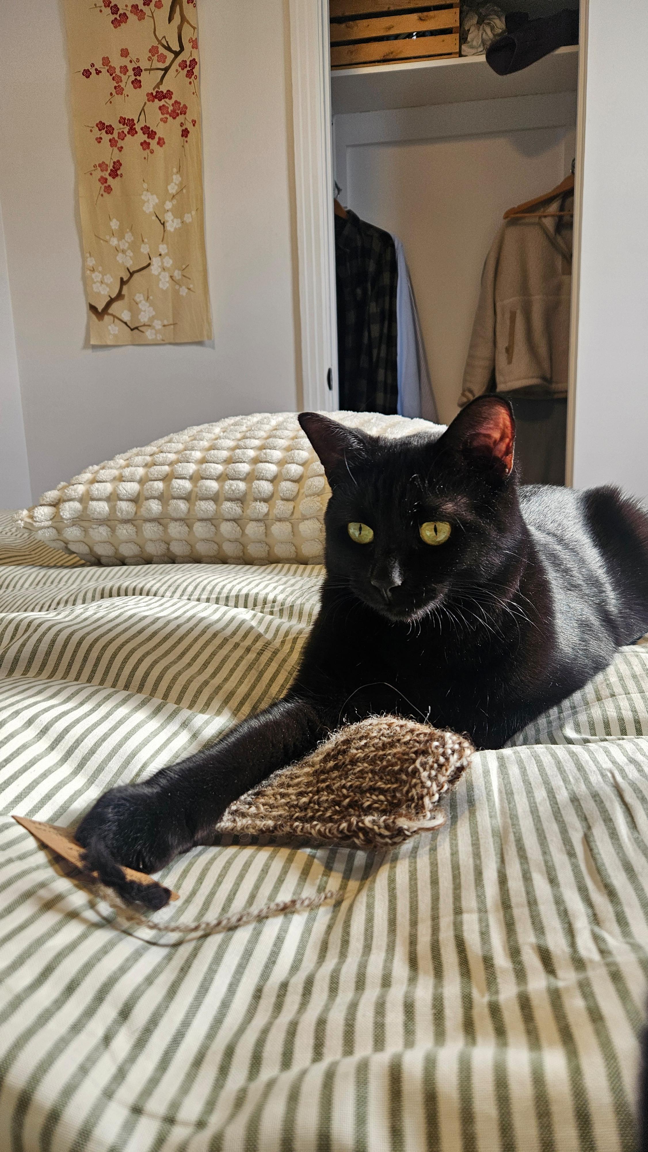 Enlarge Chouka, a ADOPTABLE Domestic Short Hair in Verdun, QC image 3/5