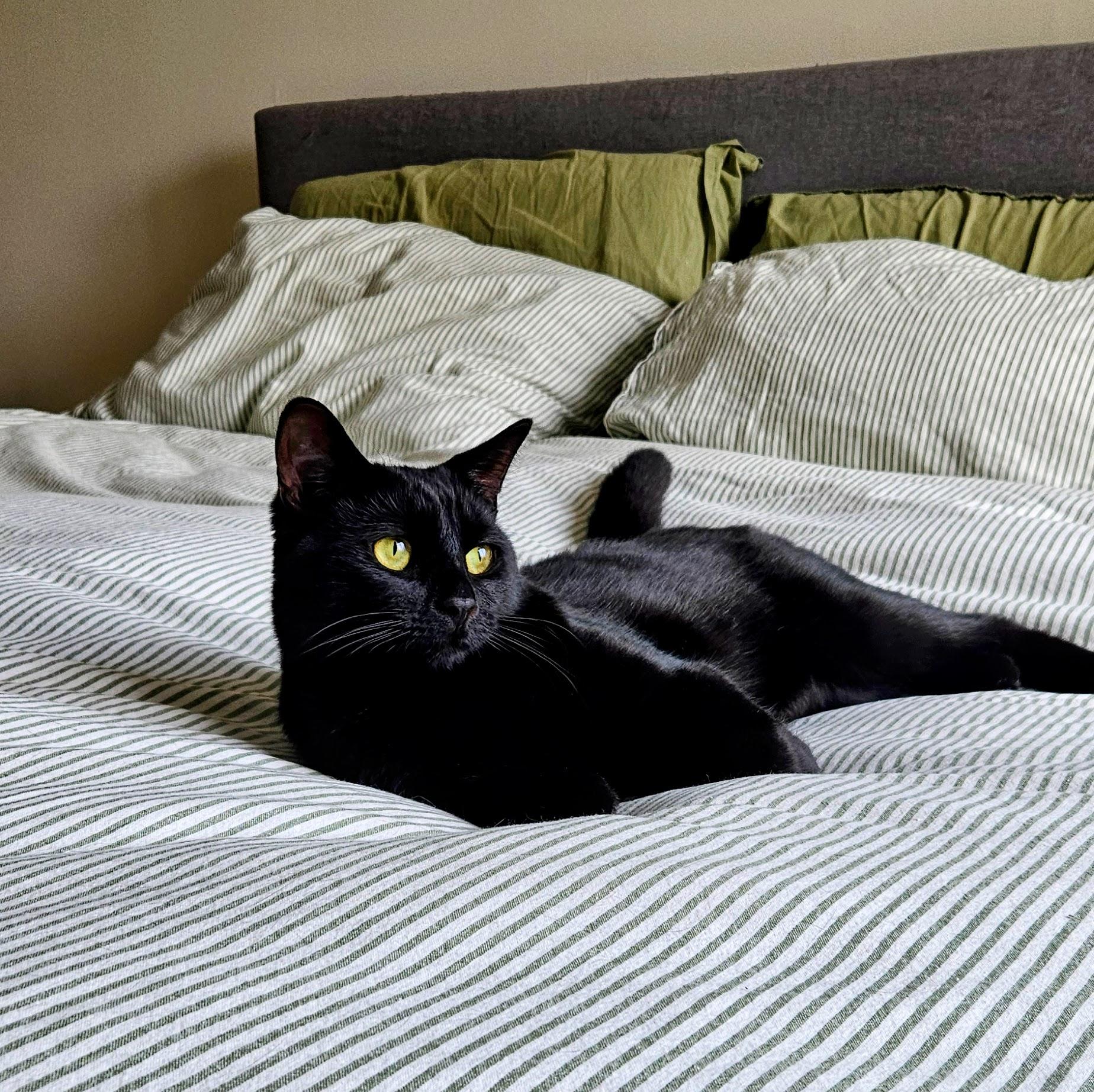 Enlarge Chouka, a ADOPTABLE Domestic Short Hair in Verdun, QC image 1/5