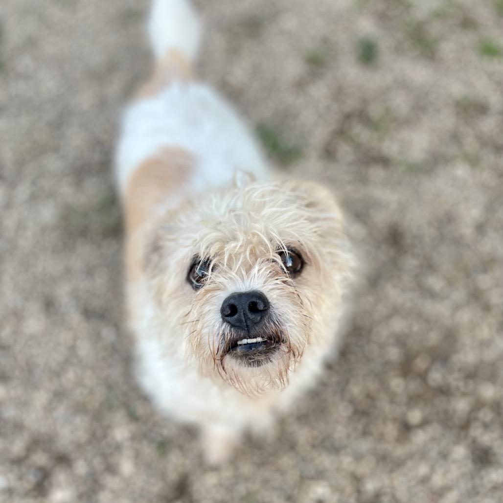 Scrappy, Adoptable, Senior Male Lhasa Apso.