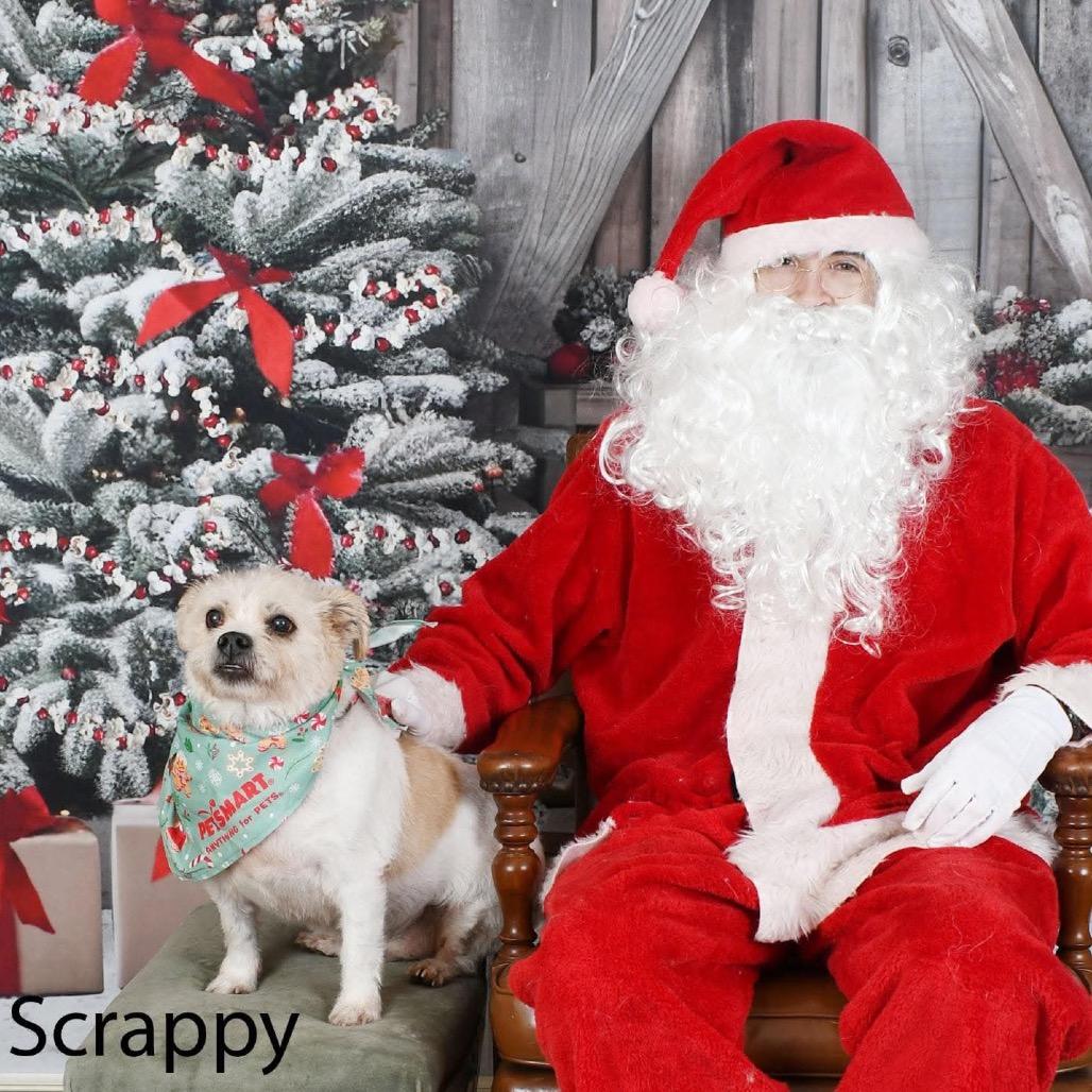 Enlarge Scrappy, a Adoptable mixed breed in Parkersburg, WV image 2/6