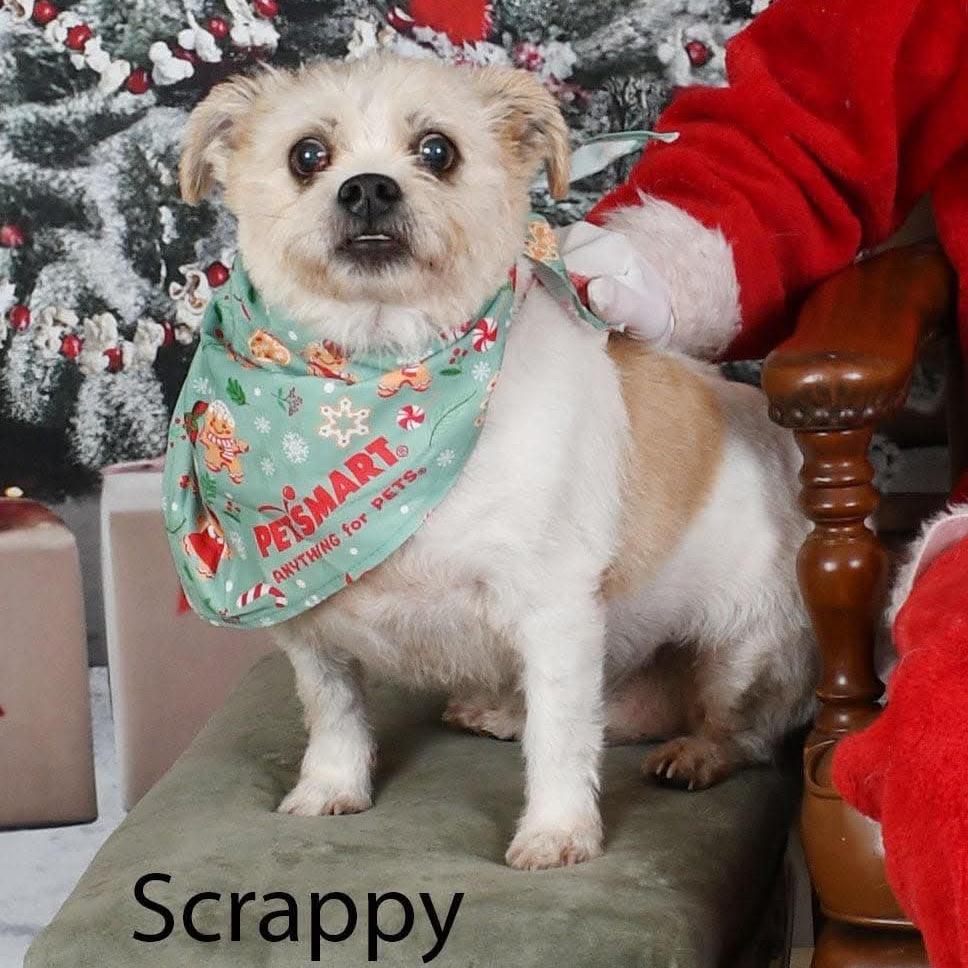 Enlarge Scrappy, a Adoptable mixed breed in Parkersburg, WV image 4/6