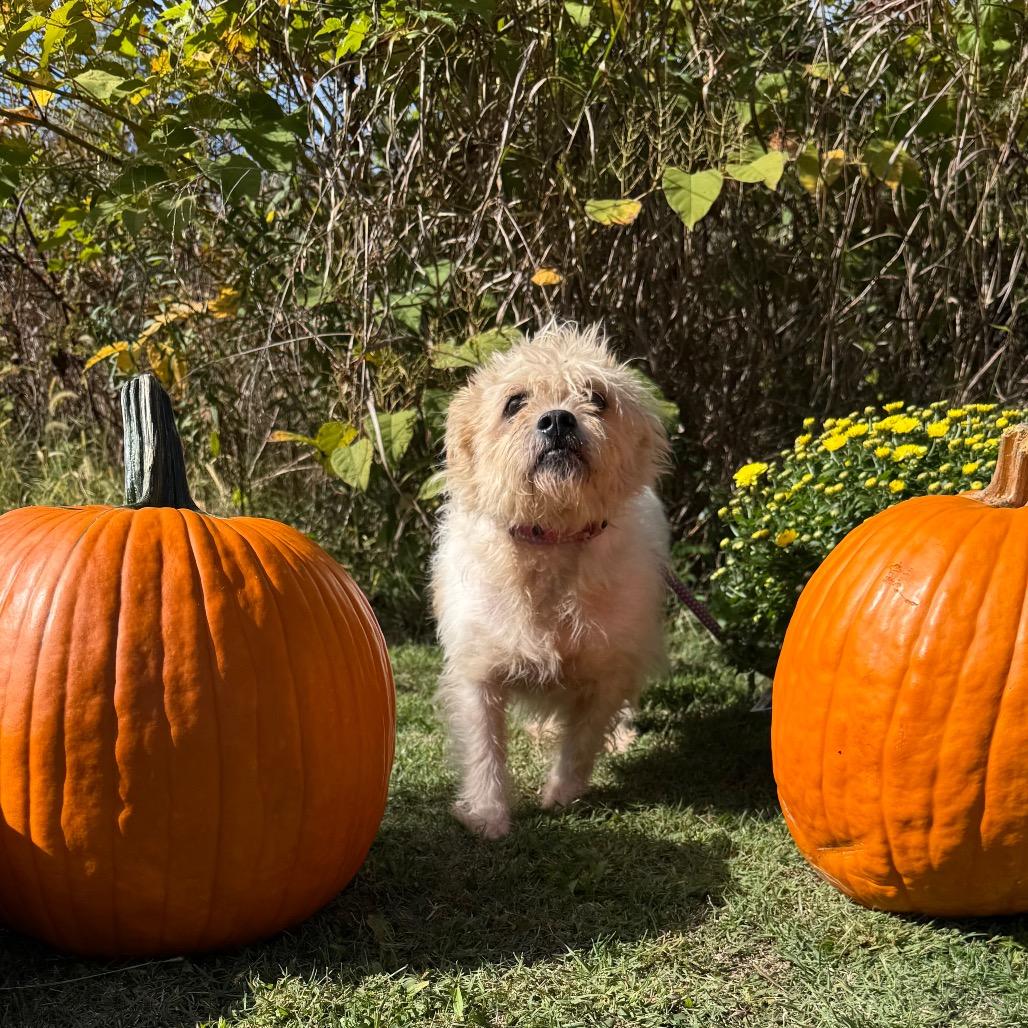 Enlarge Scrappy, a Adoptable mixed breed in Parkersburg, WV image 5/6