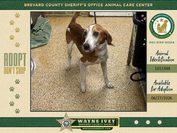 Billie Ray, Adoptable, Senior Male Mixed Breed.