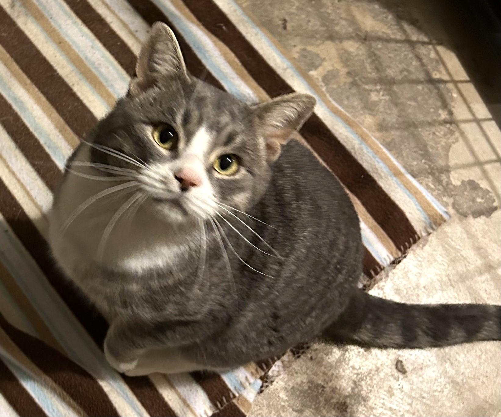 Mike Brady, an adopted Domestic Short Hair in Floyd, VA image 1/3