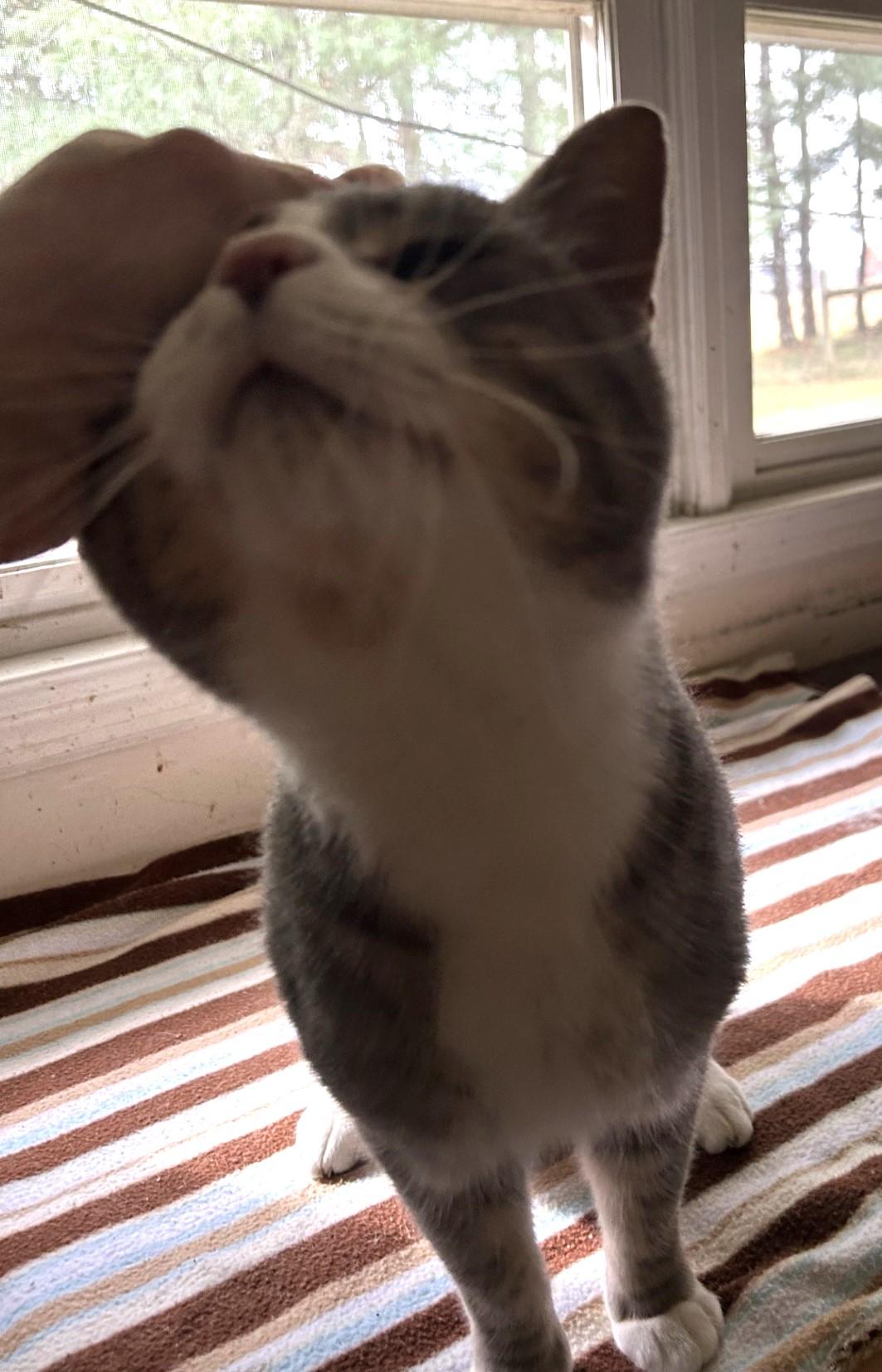 Mike Brady, an adopted Domestic Short Hair in Floyd, VA image 3/3