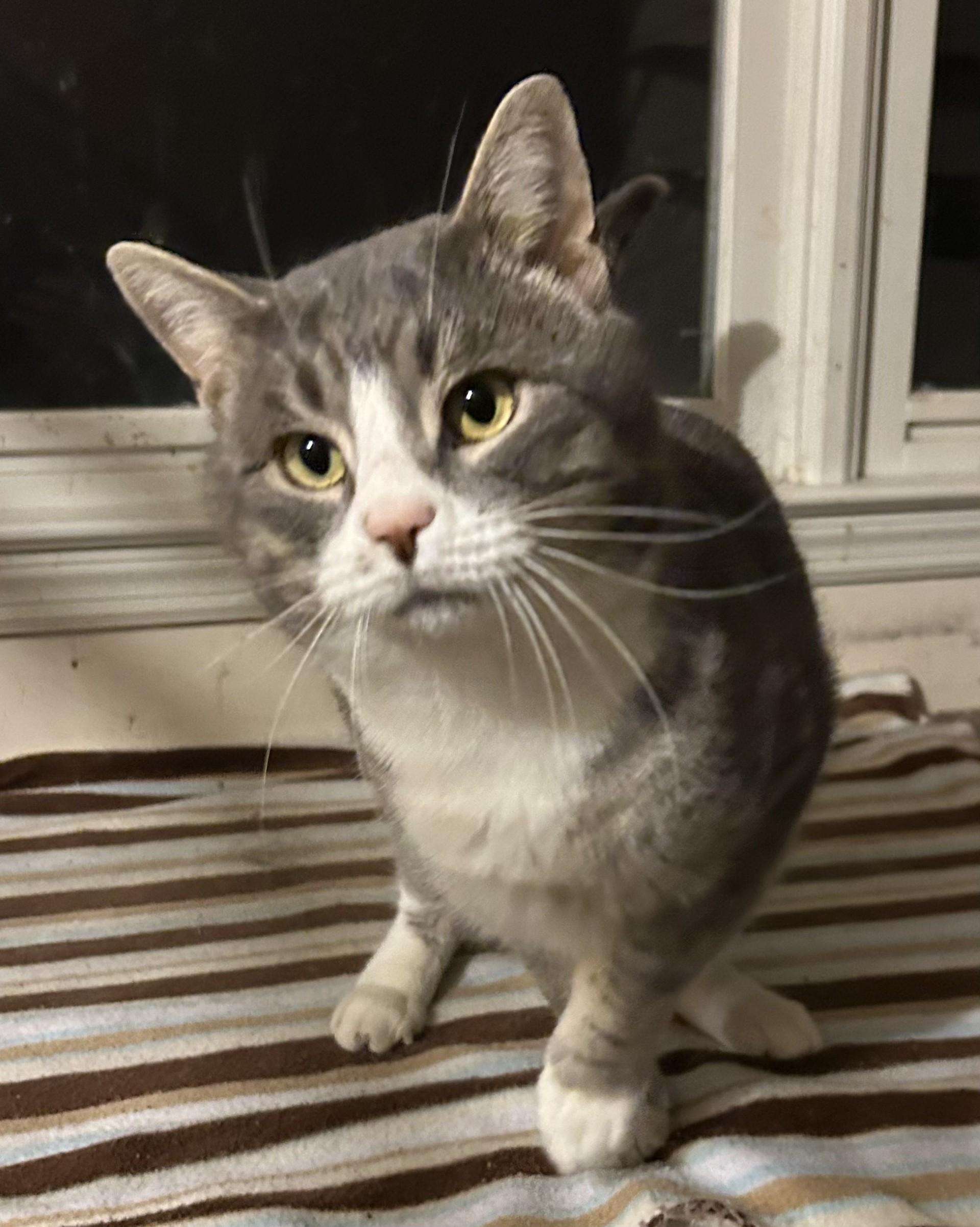 Mike Brady, an adopted Domestic Short Hair in Floyd, VA image 2/3