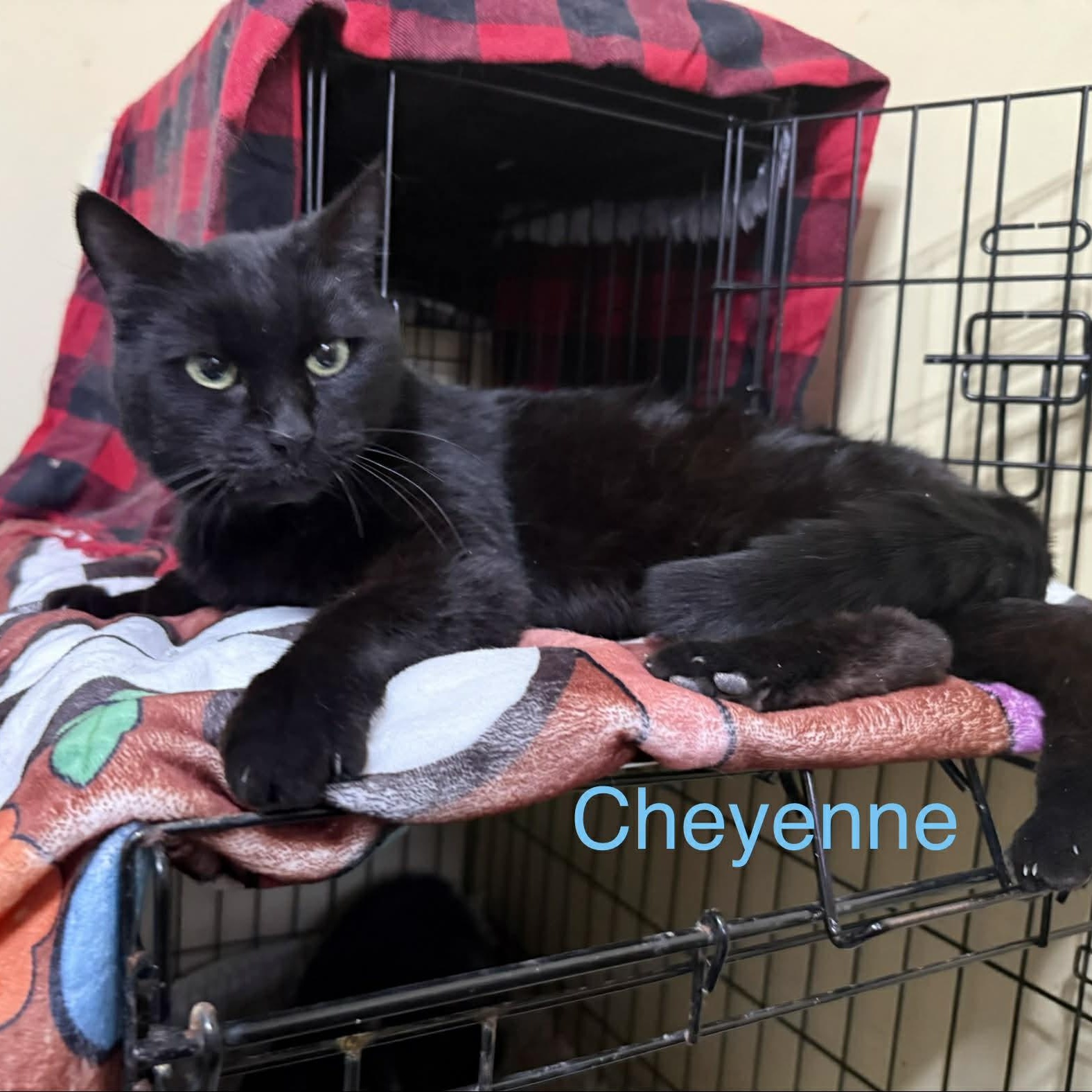 Cheyenne, ADOPTABLE, Adult Female Domestic Short Hair.
