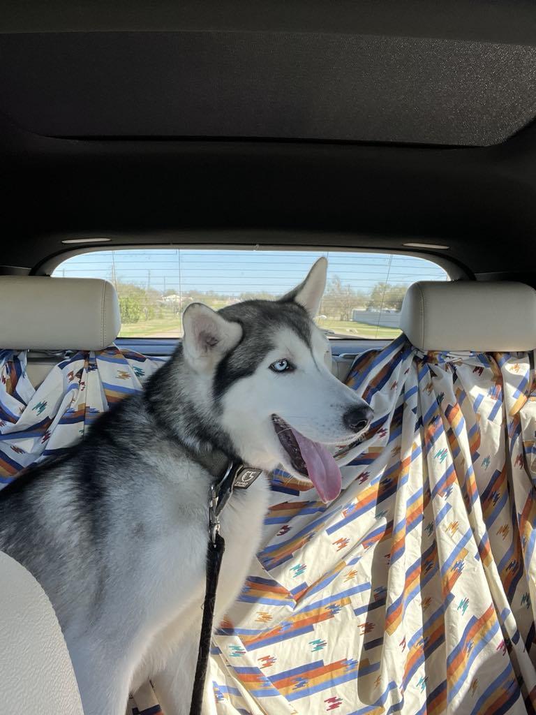 Enlarge Oden - Adoption Pending!, a Adopted Husky in Milwaukee, WI image 1/1