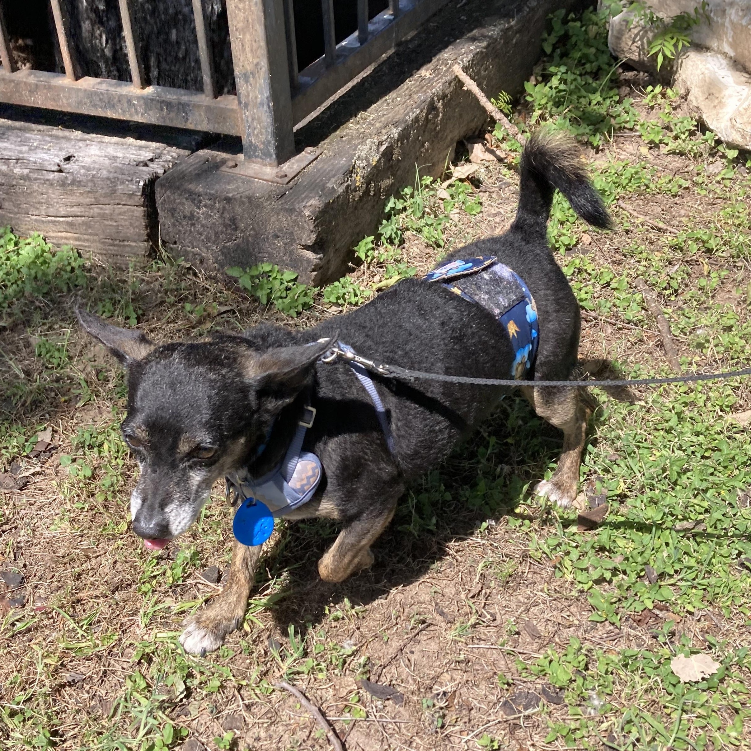 Enlarge Benito, a Adoptable mixed breed in Warren, RI image 6/6