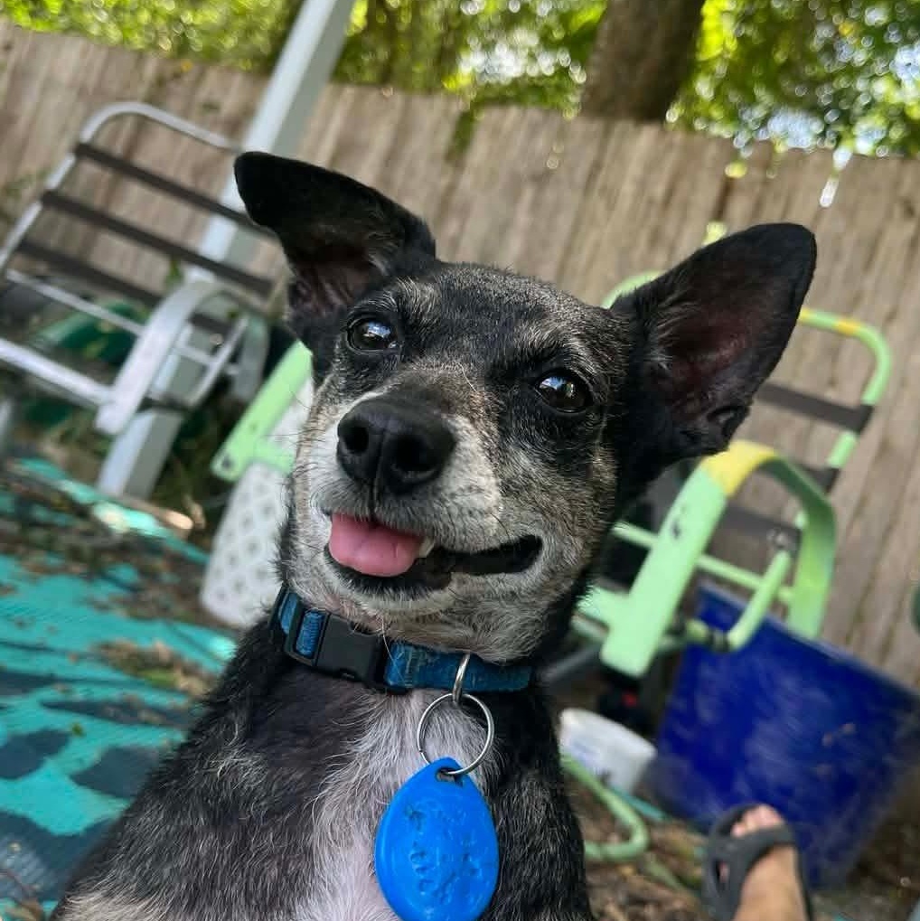 Benito, Adoptable, Adult Male Chihuahua & Miniature Pinscher.