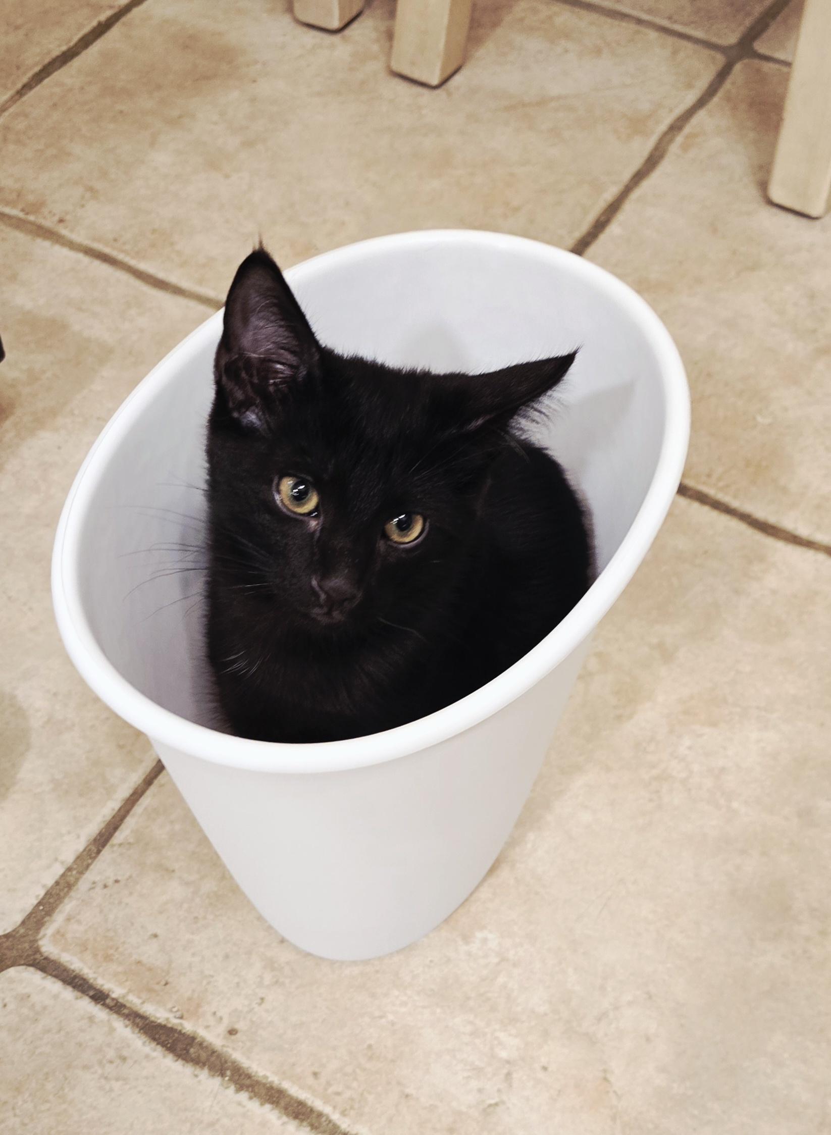Enlarge Porthos [Bonded with Athos], a ADOPTABLE Domestic Short Hair in PHOENIX, AZ image 2/4