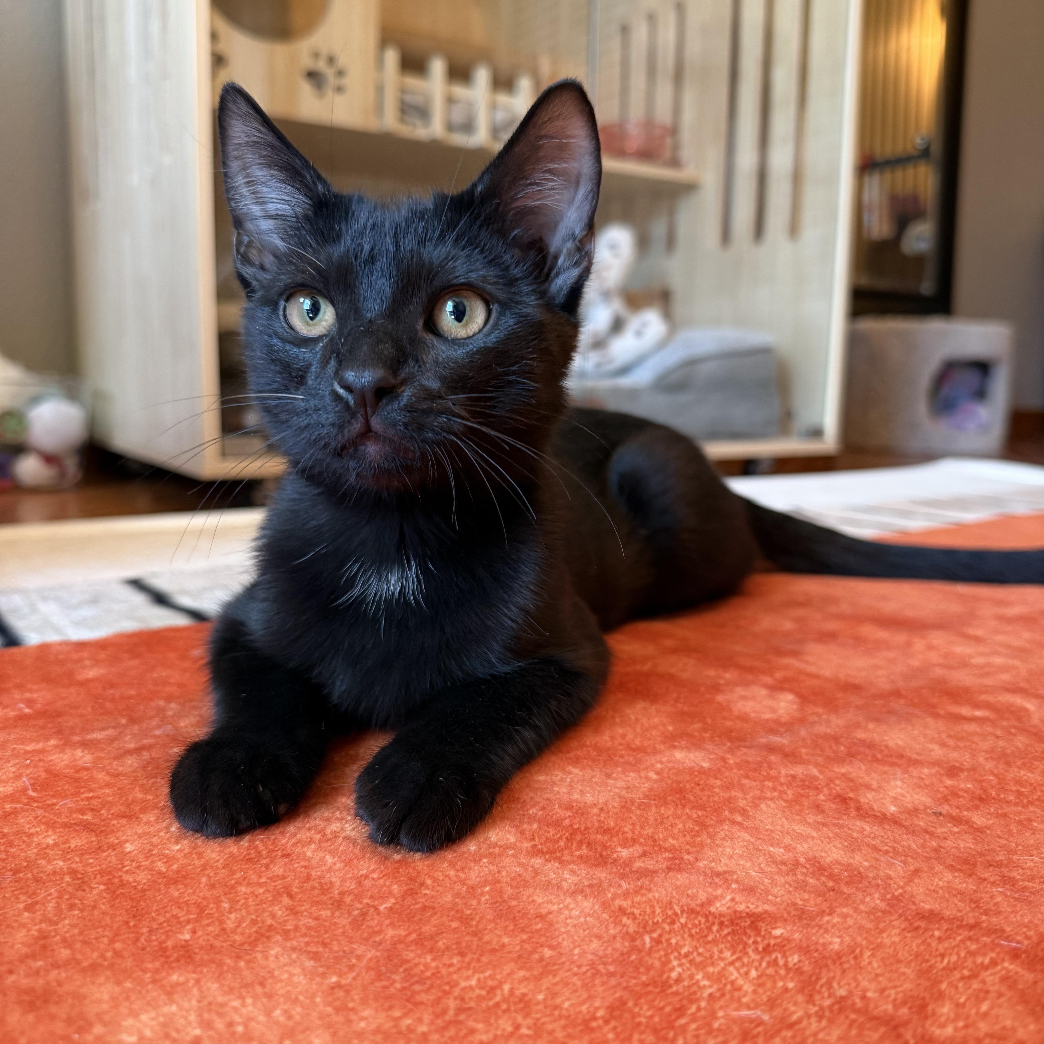 Porthos [Bonded with Athos], ADOPTABLE, Young Male Domestic Short Hair.