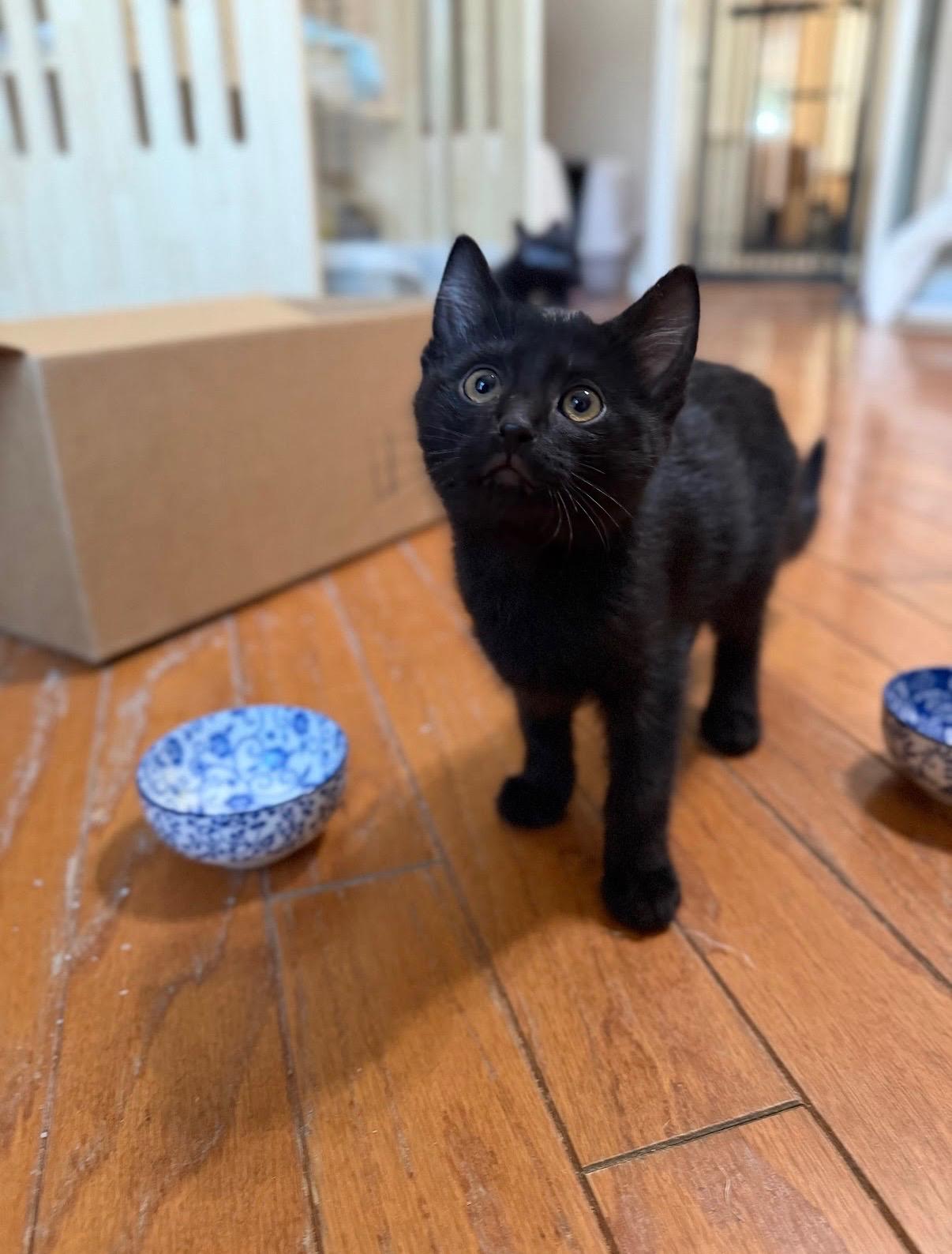 Enlarge Porthos [Bonded with Athos], a ADOPTABLE Domestic Short Hair in PHOENIX, AZ image 4/4