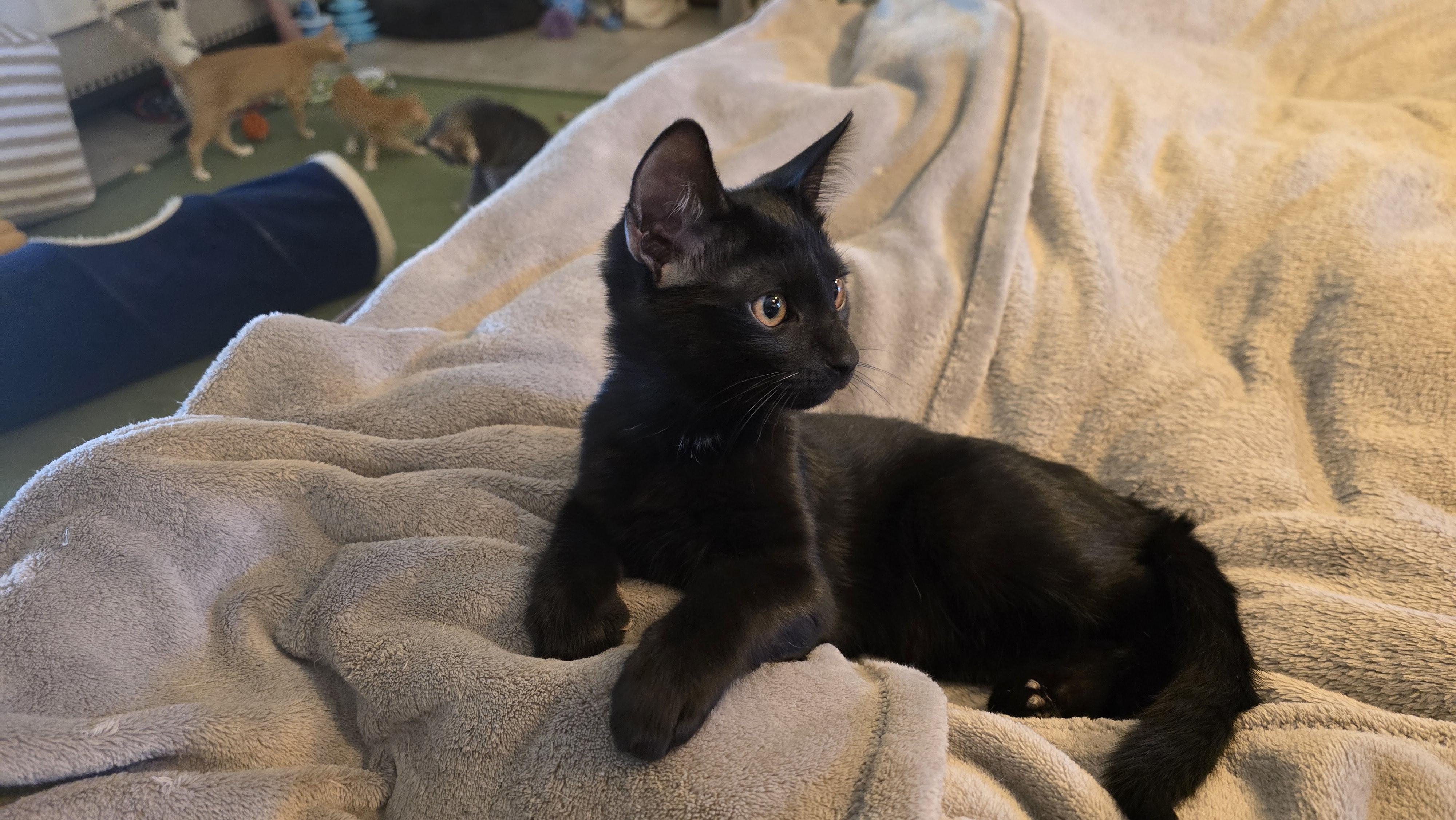 Enlarge Porthos [Bonded with Athos], a ADOPTABLE Domestic Short Hair in PHOENIX, AZ image 3/4