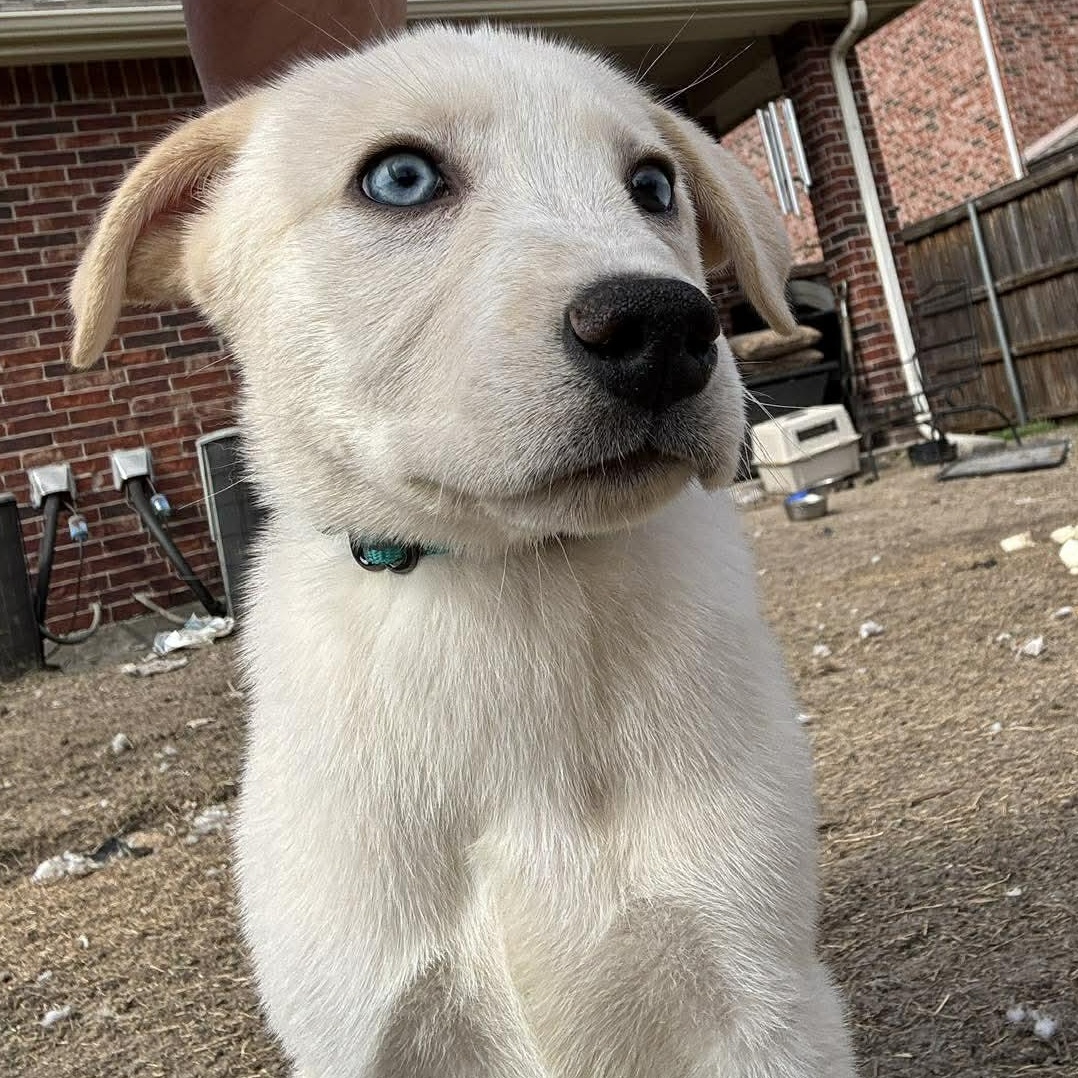 Enlarge Ivy, a Adoptable mixed breed in Austin, TX image 3/4